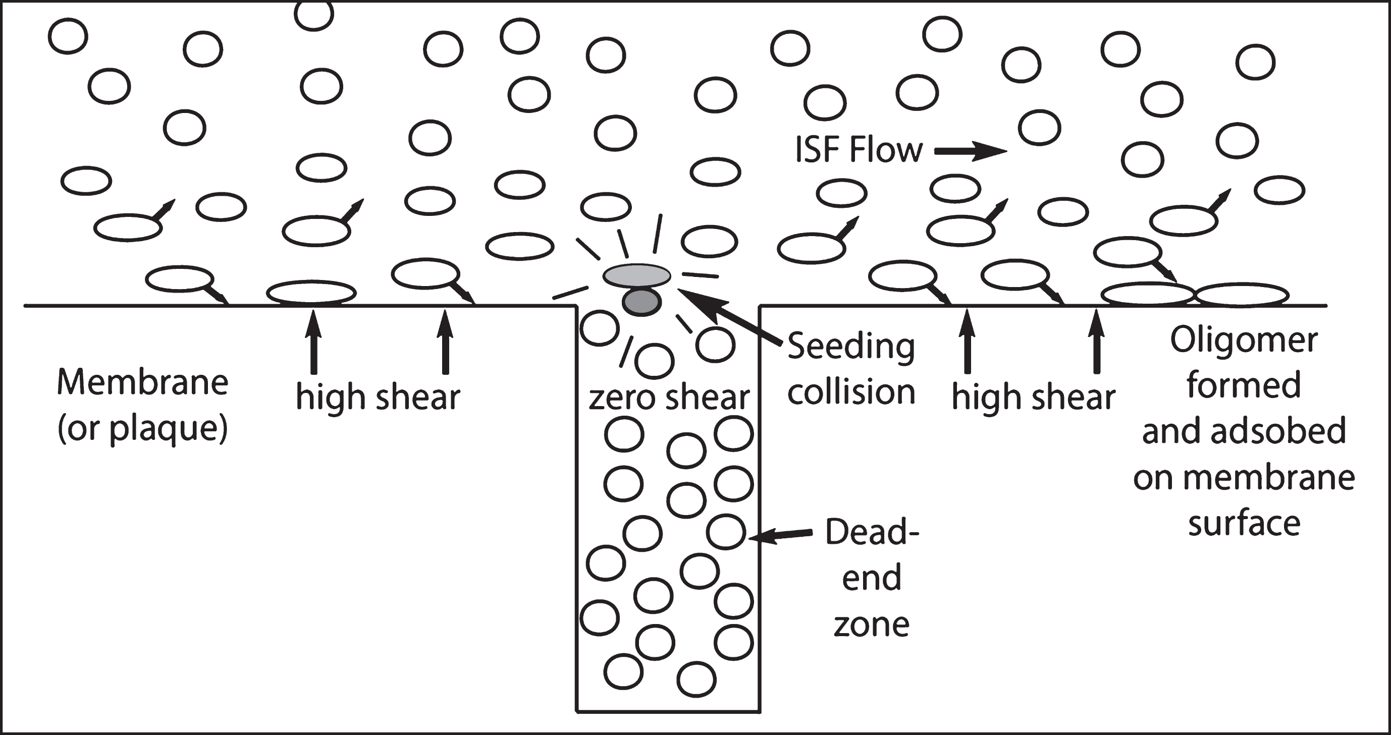 Representation of a low shear zone pocket in contact with a high shear zone flow region. It also represents the shear-induced separation of molecules near the high flow zone surface, such as a membrane, into those molecules that adsorb to the surface and those that are forced to migrate in the direction of lower shear away from the surface. At the entrance to the pocket, which is a dead-end zone, a passing shear-energized molecule next to a nearby wall segment senses a lower shear zone, preferentially migrates into it [Metzner], and increases the concentrations of molecules in the dead end zone. An occasional shear-energized molecule can act as a seed that initiates a templated conformational change [6] in the dead-end zone Aβ molecule collection, forming AβO molecules.