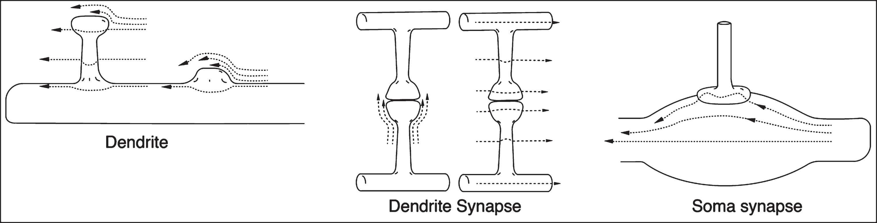 Laminar flow profiles for a series of neuron and synaptic surfaces. Only one or two of the many different flow directions are shown. Differences in arrow lengths determine the shear rate differences. Not drawn to scale. Other neighboring structures such as astrocytes, microglia, etc., that will also affect the shear rates are not shown.