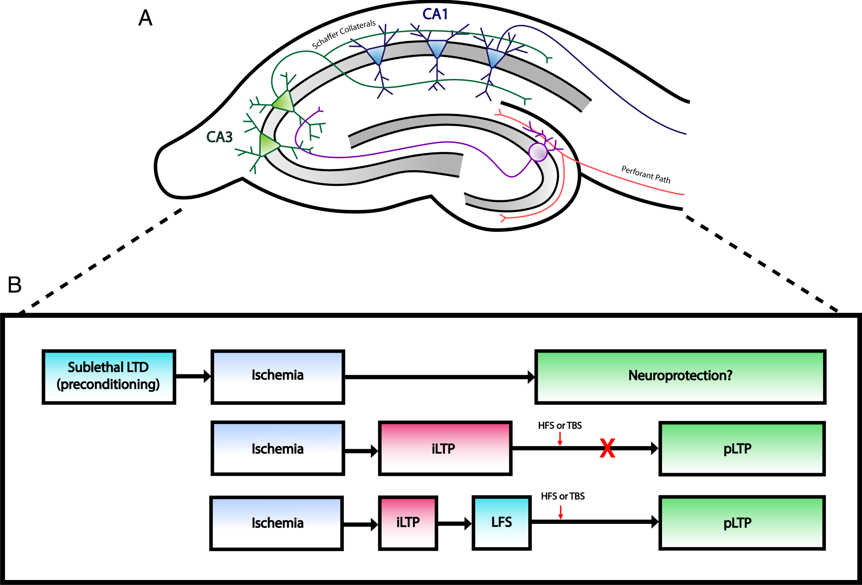 Changes at excitatory synapses after ischemia. A) Simplified illustration of rodent hippocampal slice demonstrating the major excitatory pathways within the hippocampal formation. Perforant path fibers innervate dendrites of granule cells in the dentate gyrus, which project to CA3 neurons via mossy fibers. CA1 neurons receive input from CA3 neurons through Schaffer collaterals. Typical hippocampal field recordings involve electrical stimulation of Schaffer collaterals, which generate EPSPs that can be recorded from CA1 dendrites. B) Outline of long term synaptic plasticity changes after ischemia. Top: Induction of LTD prior to an ischemic insult may act as a neuroprotective intervention against CI as studies have shown decreased neuronal cell death following LTD preconditioning. Middle: Ischemia induces a pathological form of plasticity (iLTP) that prevents physiological LTP (pLTP). Bottom: Low frequency stimulation (LFS) can depotentiate iLTP and allow neurons to express pLTP following HFS or TBS.