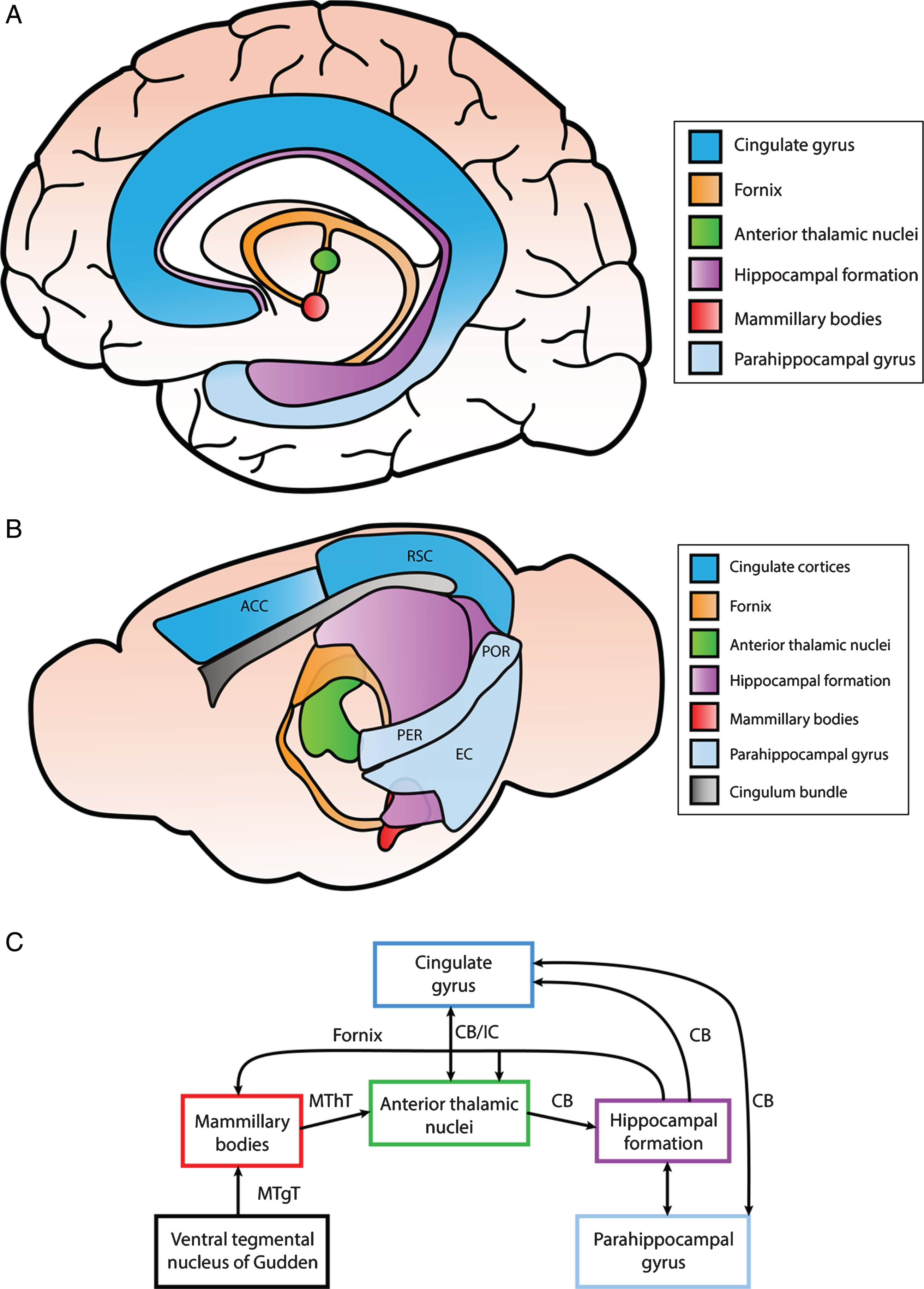 Simplified illustration of structures within the Papez circuit and the connections between them. A) Anatomical depiction of structures within the Papez circuit in the human brain. The cingulate gyrus can be divided into the anterior cingulate cortex (ACC), posterior cingulate cortex (PCC), and retrosplenial cortex (RSC). The anterior portion of the parahippocampal gyrus consists of the entorhinal and perirhinal cortex, while the posterior portion includes the postrhinal cortex. B) Anatomical schematic illustrating different regions of the Papez circuit in the mouse brain. The ACC and RSC are indicated as well as the entorhinal cortex (EC), perirhinal cortex (PER), and postrhinal cortex (POR) within the parahippocampal gyrus. C) Interconnections identified among different components of the Papez circuit primarily in rodent brain. These structures are connected via white matter tracts (CB, cingulum bundle; MThT, mammillothalamic tract; MTgT, mammillotegmental tract; IC, internal capsule; and fornix).