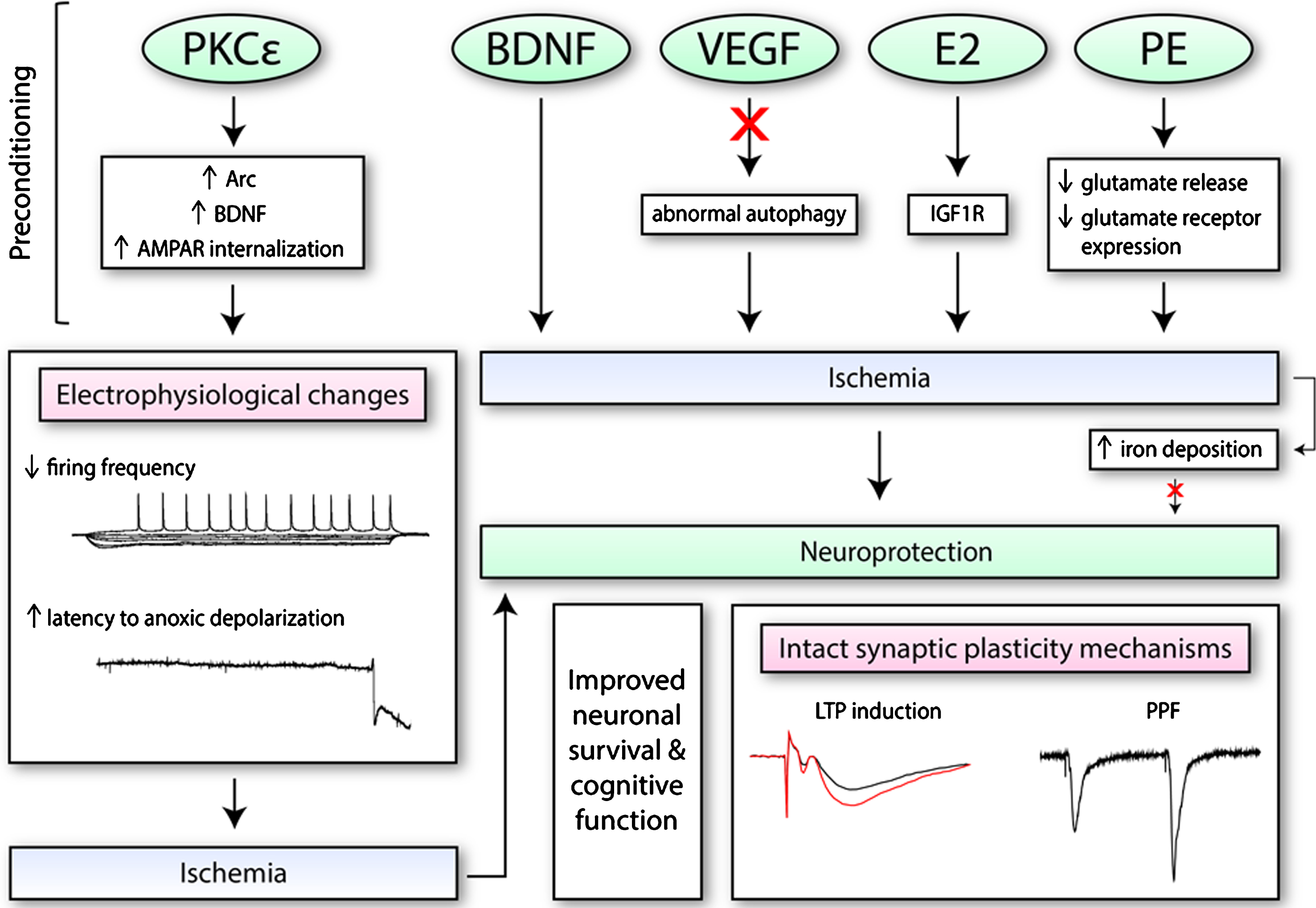 The effects of preconditioning molecules/therapies on electrophysiological function and synaptic plasticity. Numerous pharmacological mimetics of IPC (i.e., PKCɛ; brain-derived neurotrophic factor, BDNF; vascular endothelial growth factor-A, VEGF; and ovarian hormone 17β-oestradiol, E2) induce neuroprotection through different mechanisms. This includes the regulation of certain processes (i.e., autophagy), as well as increased expression of certain proteins or receptors on the synaptic membrane. These changes may alter electrophysiological properties of neurons, as seen with PKCɛ, such as decreasing firing frequency. When exposed to conditions of oxygen and glucose deprivation, PKCɛ may also increase the latency to anoxic depolarization. Preconditioning therapies such as physical exercise (PE) training is also protective. PE along with BDNF, VEGF, and E2 have been found to retain both short-term and long-term synaptic plasticity processes after ischemia. Additionally, since iron accumulates in the cell after ischemia and exacerbates oxidative stress, it has also been a target of interest.