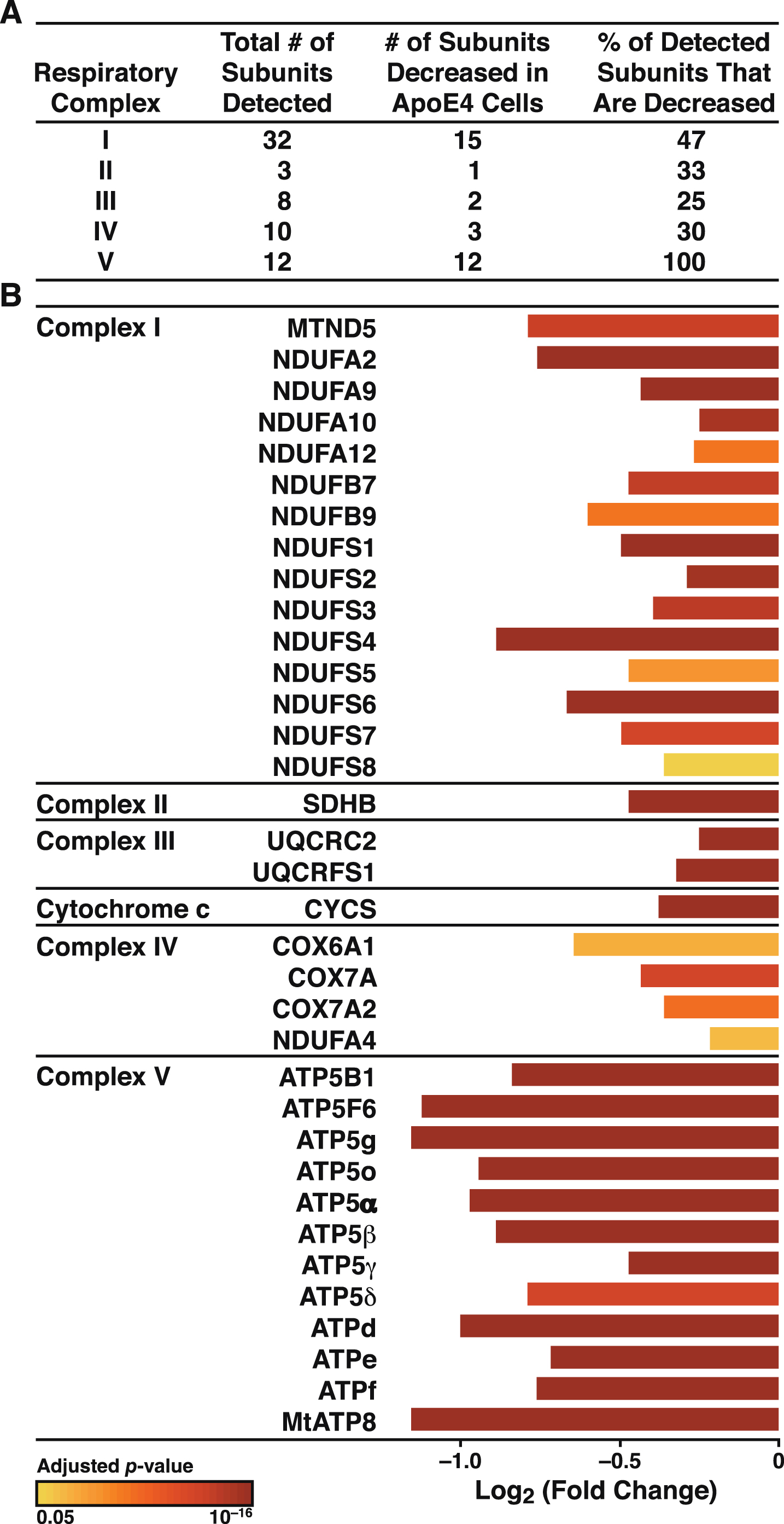 ApoE4 disrupts all five complexes of the mitochondrial OXPHOS system. A) Summary of subunits detected in all five respiratory complexes and the number that were significantly altered (p < 0.05) in N2a-apoE4 versus N2a-apoE3 cells. B) ApoE4 significantly affected the assembly of respiratory subunits. Bar colors indicate p values for differences in expression levels between N2a-apoE4 and N2a-apoE3 cells.