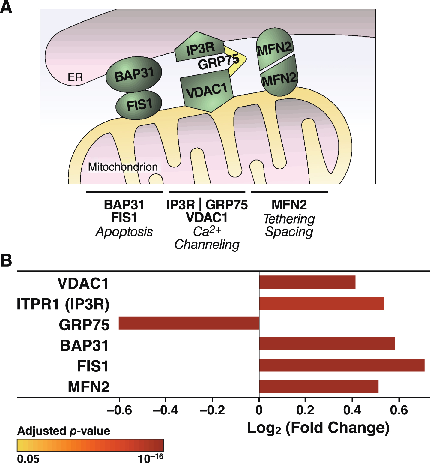 ApoE4 alters the expression of proteins involved in tethering mitochondria to the ER. A) Schematic representation of links between mitochondrial and ER-resident proteins and their reported roles in organelle and cellular physiology. B) Summary of ER-mitochondrial contact proteins that were significantly altered in N2a-apoE4 cells. Bar colors indicate p values for differences in expression levels between N2a-apoE4 and N2a-apoE3 cells. FIS1, mitochondrial fission 1 protein; MFN2, mitofusin 2.