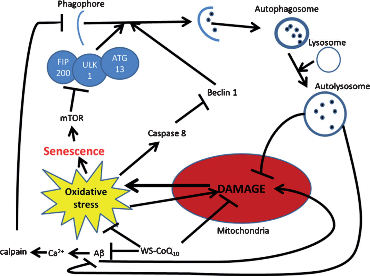 Possible mechanism for autophagic reintroduction by WS-CoQ10 in PS-1 mutated fibroblasts. mTOR is related to the maintenance of cellular senescence as well as the inhibition of autophagy through the induction hyper-phosphorylation of ATG13. Beclin-1 a known inducer of autophagy is degraded by caspase 8 which is activated during times of oxidative stress produced in huge quantities by the damaged mitochondria of PS-1 mutated fibroblasts. Aβ has been seen to lead to mitochondrial damage and can increase the influx of Ca2+ which can activate the antiapoptotic protein calpain. WS-CoQ10 is able to considerably lessen mitochondrial damage and the levels of ROS that lead to oxidative stress. Its possible the reduction of oxidative stress may lead to reduced degradation of beclin-1 via caspase 8 leading to increased autophagy. This may act as a positive feedback loop as the reintroduction of autophagy would allow the degradation of dysfunctional mitochondria and oxidized proteins.
