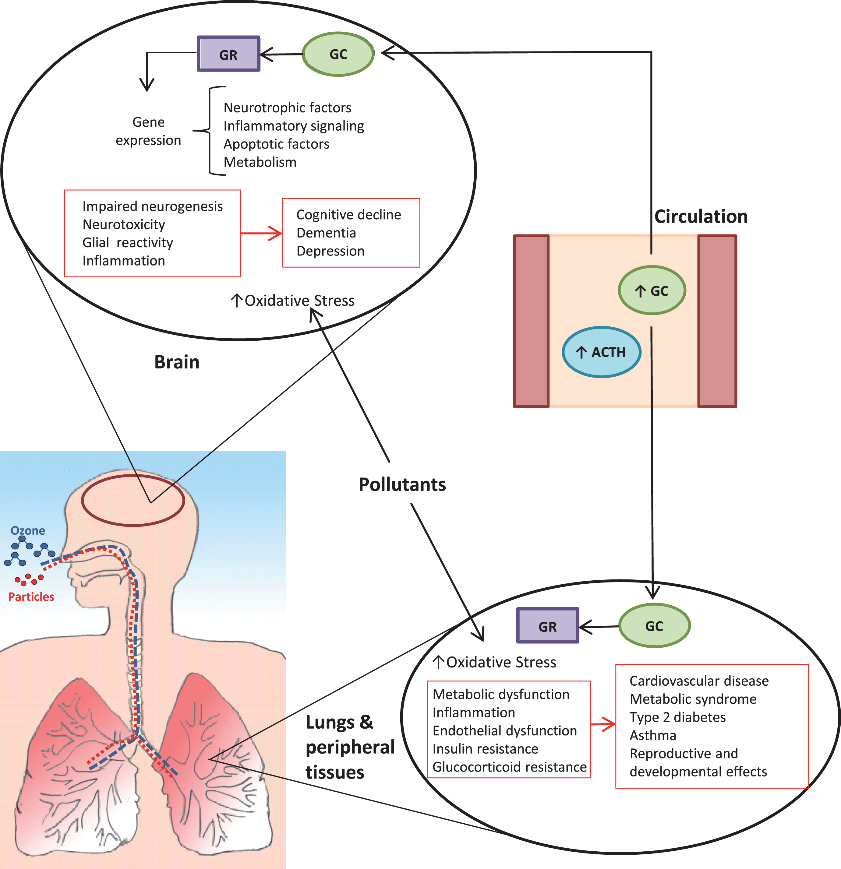 Proposed direct and systemic impacts of pollutant-induced stress axis activation on the brain. Both particulate matter and ozone trigger a stress response, resulting in pituitary release of adrenocorticotrophic hormone (ACTH), which in turn signals the adrenal glands to increase production of glucocorticoids (GC; primarily cortisol in humans, corticosterone in rodents). Glucocorticoids bind to receptors (GR) to regulate processes that include glucose and lipid homeostasis, immune/inflammatory function, and responses to other hormones. The stress hormone release coincides with and contributes to changes in blood mediators (e.g., cytokines, metabolic factors, reactive products) that have systemic impacts, including effects on the brain, lungs, and peripheral tissues. Chronic activation and dysregulation of the HPA axis is associated with a variety of adverse effects that include neurotoxicity, sensitization to other insults including oxidative stress, and impaired control of inflammatory processes. Collectively, these effects interact with individual susceptibility to contribute to disease processes that manifest systemically and in the brain.