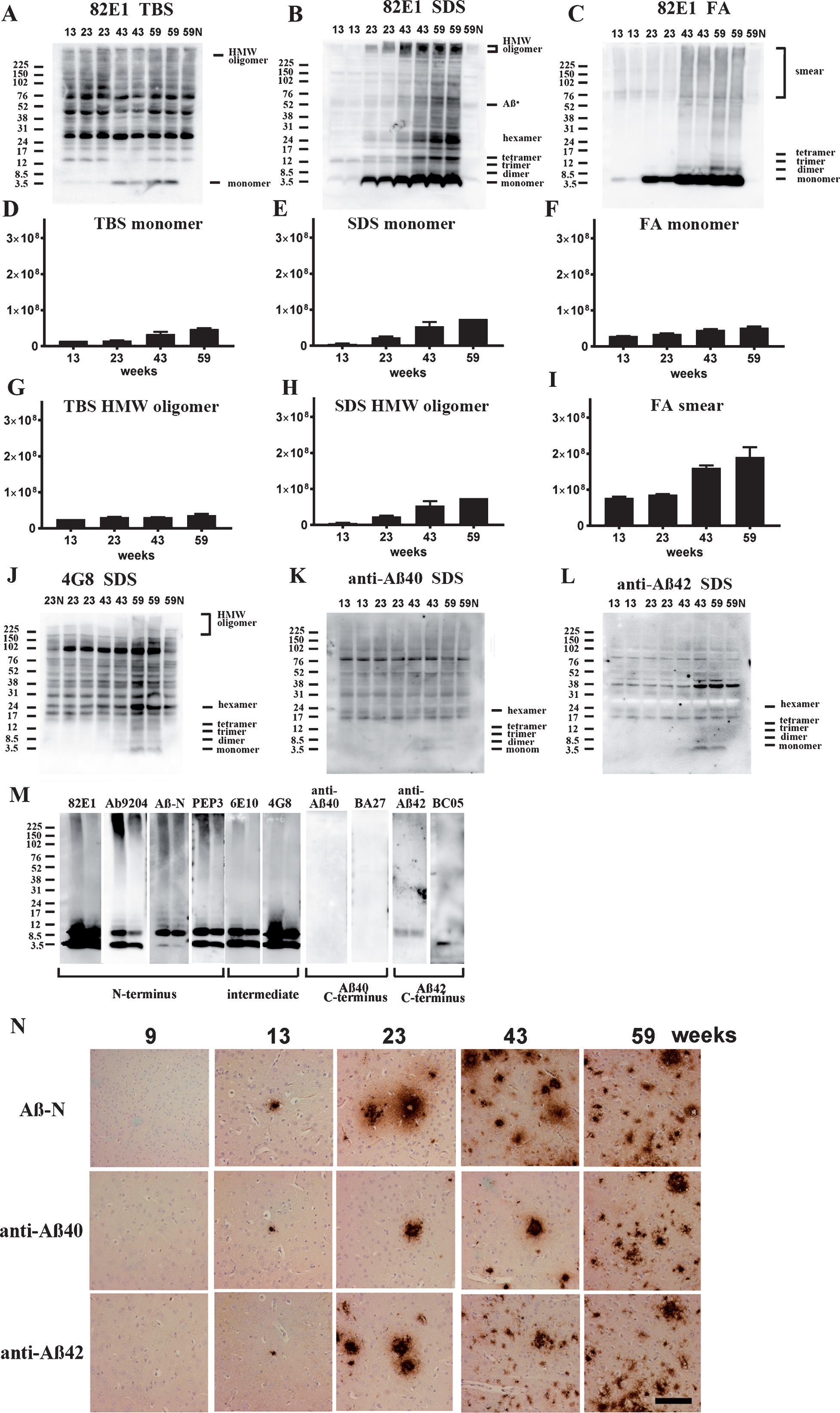Age-dependent increase of Aβ monomer and Aβ oligomers in brains of TgCRND8 without an oral immunization trial (A–L), antibody epitope mapping of aggregated synthetic Aβ1–42 (M), and immunostaining of TgCRND8 brains without an oral immunization trial (N). D–I are quantification of Aβ monomer in each fraction (D–F), HMW oligomers in TBS and SDS fraction (G, H), and Aβ smear in the FA fraction (I). 59N indicates nontransgenic littermates at 59 weeks. A) In TBS fractions, Aβ monomers were detected by 82E1 from 13 weeks and the amount increased with age (D). Other molecular weight oligomers except HMW oligomers (G) were difficult to detect because of the existence of mouse IgGs. B) In SDS fractions, Aβ monomers and AβOs, including di-, tri-, tetra-, and Aβ*56, and HMW AβOs, were visualized from 13 weeks. Respective species increased with age (E, H). C) In FA fractions, Aβ monomers from 13 weeks, Aβ dimers from 43 weeks, and diffuse smear patterns from 43 weeks were found (F, I). J–L) 4G8, anti-Aβ40, and anti-Aβ42 weakly detected LMW AβOs, but could not detect HMW AβOs. M) HMW AβOs were detected by antibodies against the N-terminus (82E1, Ab9204, Aβ-N, and PEP3), and were weakly detected by antibodies against the mid portion of Aβ (6E10 and 4G8), but were not detected by anti-Aβ42 and BC-05. Anti-C-terminus to Aβ40 (anti-Aβ40 and BA-27) did not detect Aβ1–42. N) Immunostaining of TgCRND8 brains using Aβ-N (1:1000), anti-Aβ40 (1:1000), and anti-Aβ42 (1:400) showed age-dependent Aβ deposition. Aβ burden labeled by anti-Aβ40 and anti-Aβ42 were weaker than those by Aβ-N. Bar represents 100 μm. One mouse at 13 weeks, 2 mice at 23 weeks, 43 weeks, and 59 weeks were used for analysis.