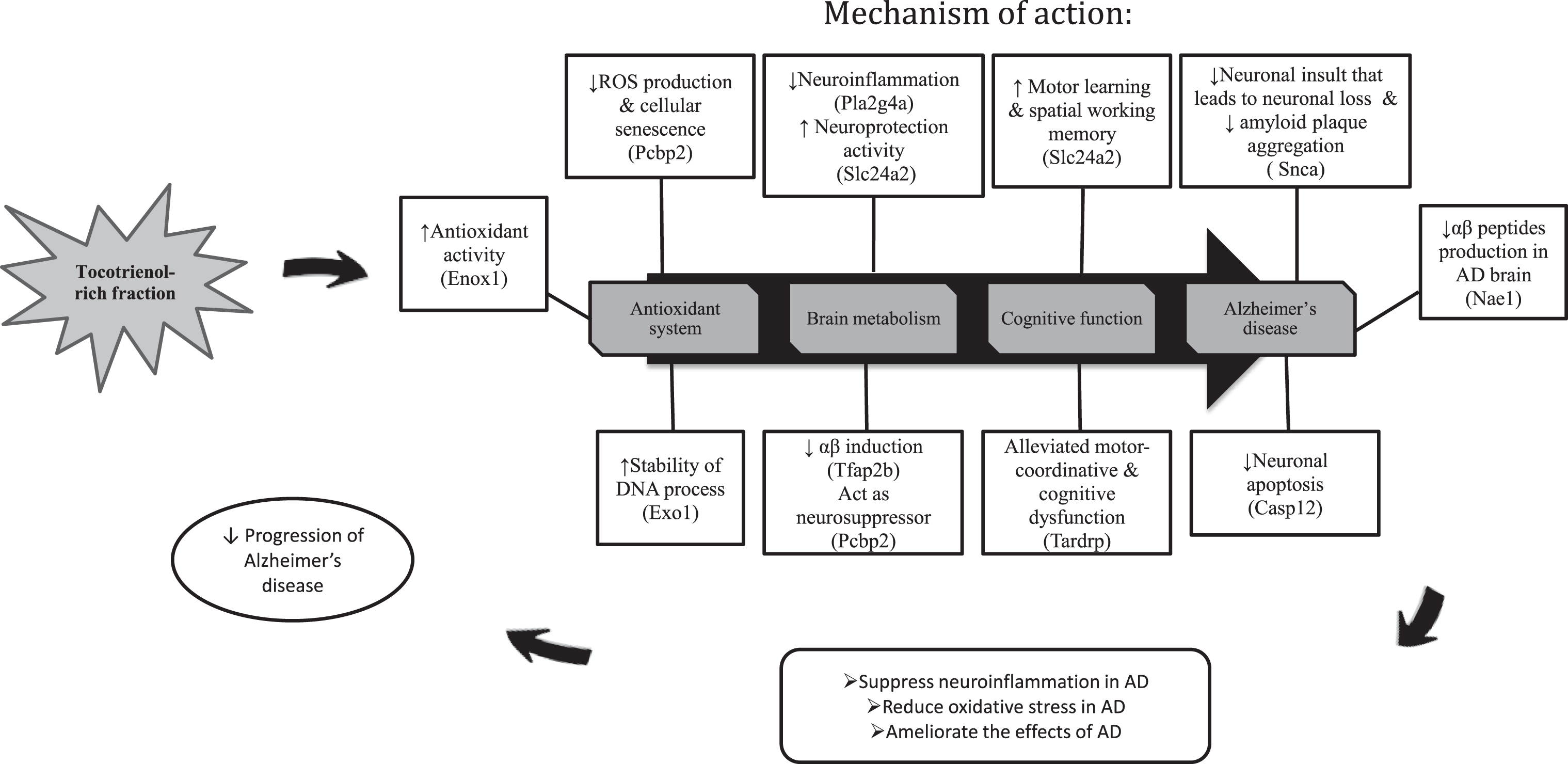 The summary on the effects of TRF supplementation on the gene expression, biological process and pathways in the hippocampus of AD mouse model.