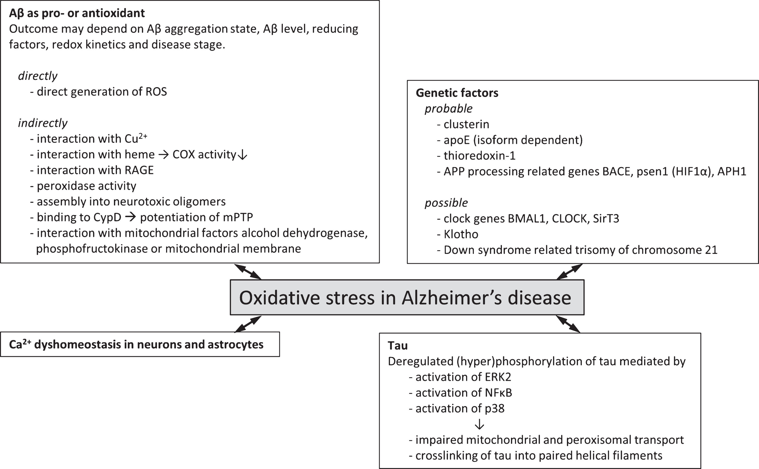 Genetic factors and molecular mechanisms of oxidative stress in Alzheimer’s disease. Overview of probable (experimental evidence available in literature) and possible (no direct experimental evidence available) genetic factors that associate oxidative stress with Alzheimer’s disease. Various molecular mechanisms by which oxidative stress and Alzheimer’s disease may be associated have been described. These often involve the two hallmark proteins Aβ and tau and effects may be directly involving the generation of ROS or indirectly via interaction with various cellular factors giving rise to increased ROS generation or lowered endogenous antioxidant capacity.