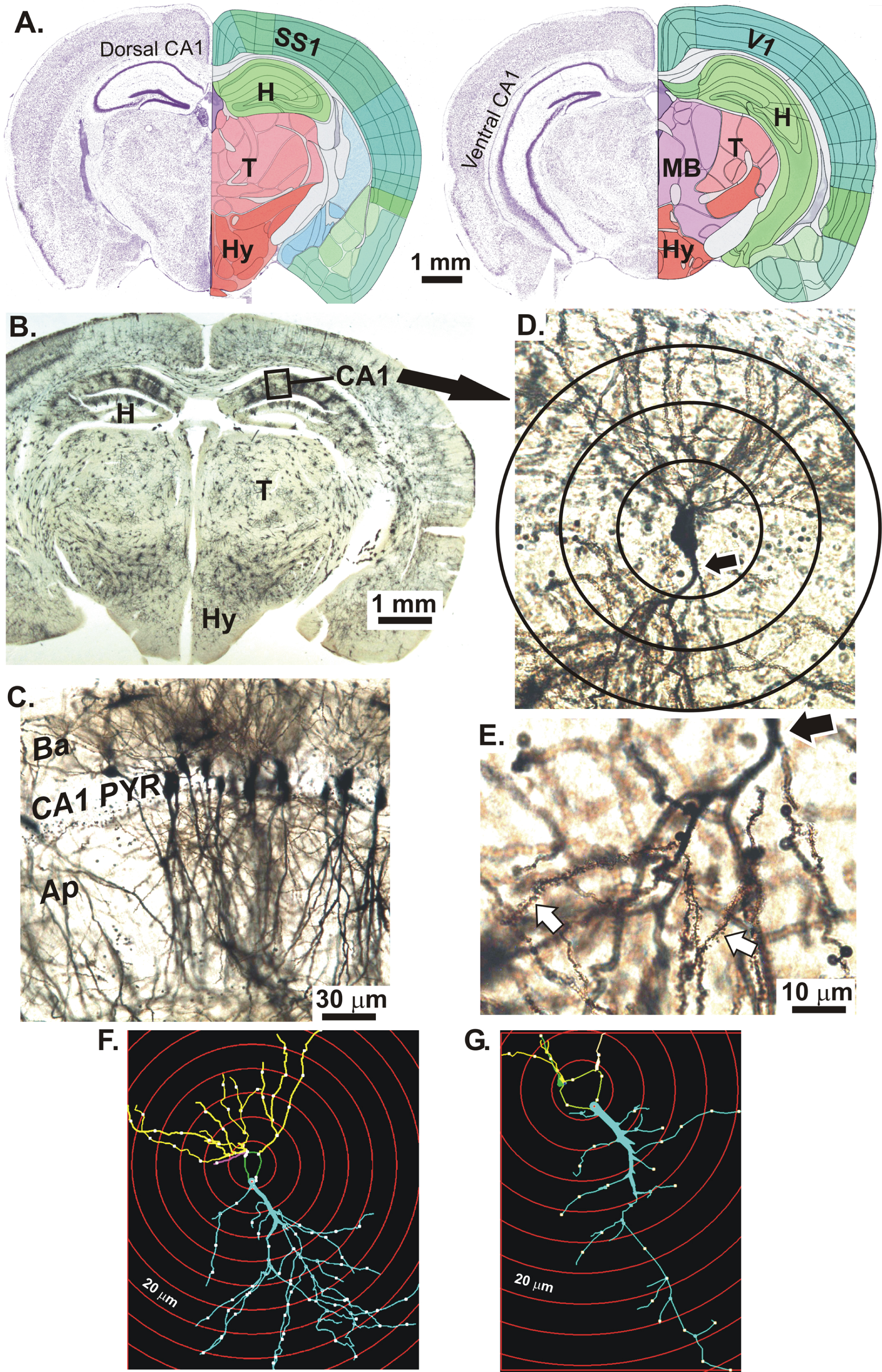 A) Coronal Nissl-stained sections of an adult mouse brain at the level of the dorsal CA1 region (left) and ventral CA1 region (right) of the hippocampus (H). The overlying neocortex is mainly primary somatosensory cortex (SS1) and more caudally, some primary visual cortex (V1). B) Golgi-Cox stained mouse coronal slice at the level of the dorsal CA1 region (box). C) CA1 stratum pyramidale with apical dendrites (Ap) in the stratum radiatum and basal dendrites (Ba) in the stratum oriens (below). D) A CA1 neuron with the proximal portion of its apical dendrite (arrow). Sholl rings are placed at 20 μm diameter intervals. E) Higher magnification of apical dendrite branches showing spines (white arrows). Hypothalamus (HY); Thalamus (T); Midbrain (MB). F) Digitized image of a dCA1 pyramidal cell tracing from a WT mouse showing dendrites (lines), nodes (dots), and Sholl rings (red circles). G) dCA1 pyramidal cell tracing from a KO mouse showing an obviously reduced dendritic arbor compared to the WT neuron in F. Images in A adapted from brainatlas.org.