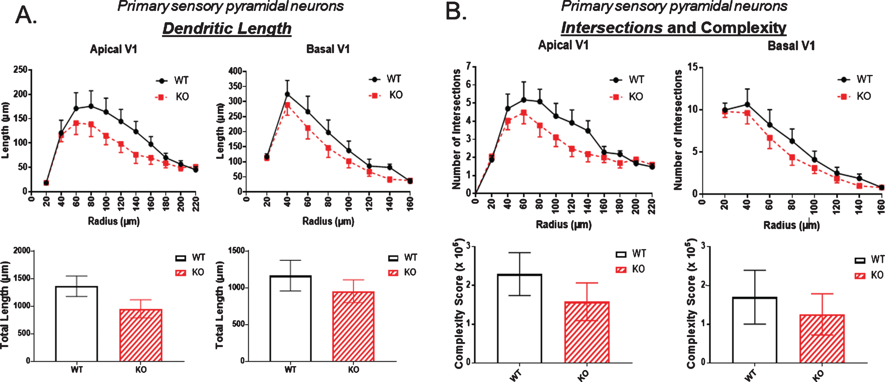 In the primary sensory cortex there was a consistent trend towards A) reduced dendritic length and B) reduced dendritic complexity in KO versus WT mice, but these reductions were not statistically significant. Data represent the mean±SEM of measurements from 9 WT and 15 KO mice, and were analyzed by Student’s t-test for unpaired data.