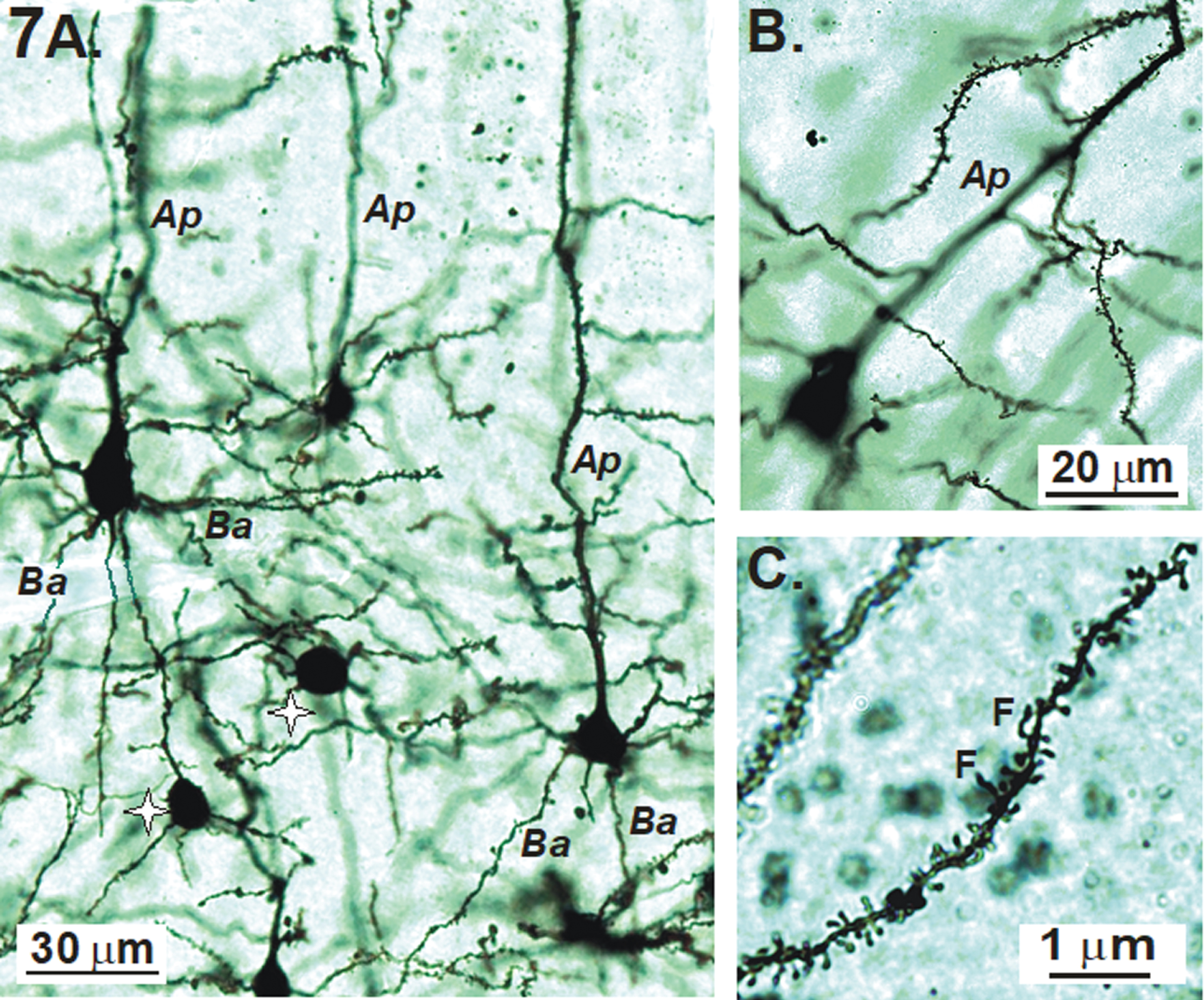A, B) Examples of Golgi-Cox stained pyramidal neurons of the primary sensory cortex with their apical (Ap) and basal (Ba) dendrites. Non-spiny interneurons (stars) also stain. C) In this image, most of the dendritic spines are mushroom-shaped with a few filapodic (F) spines.