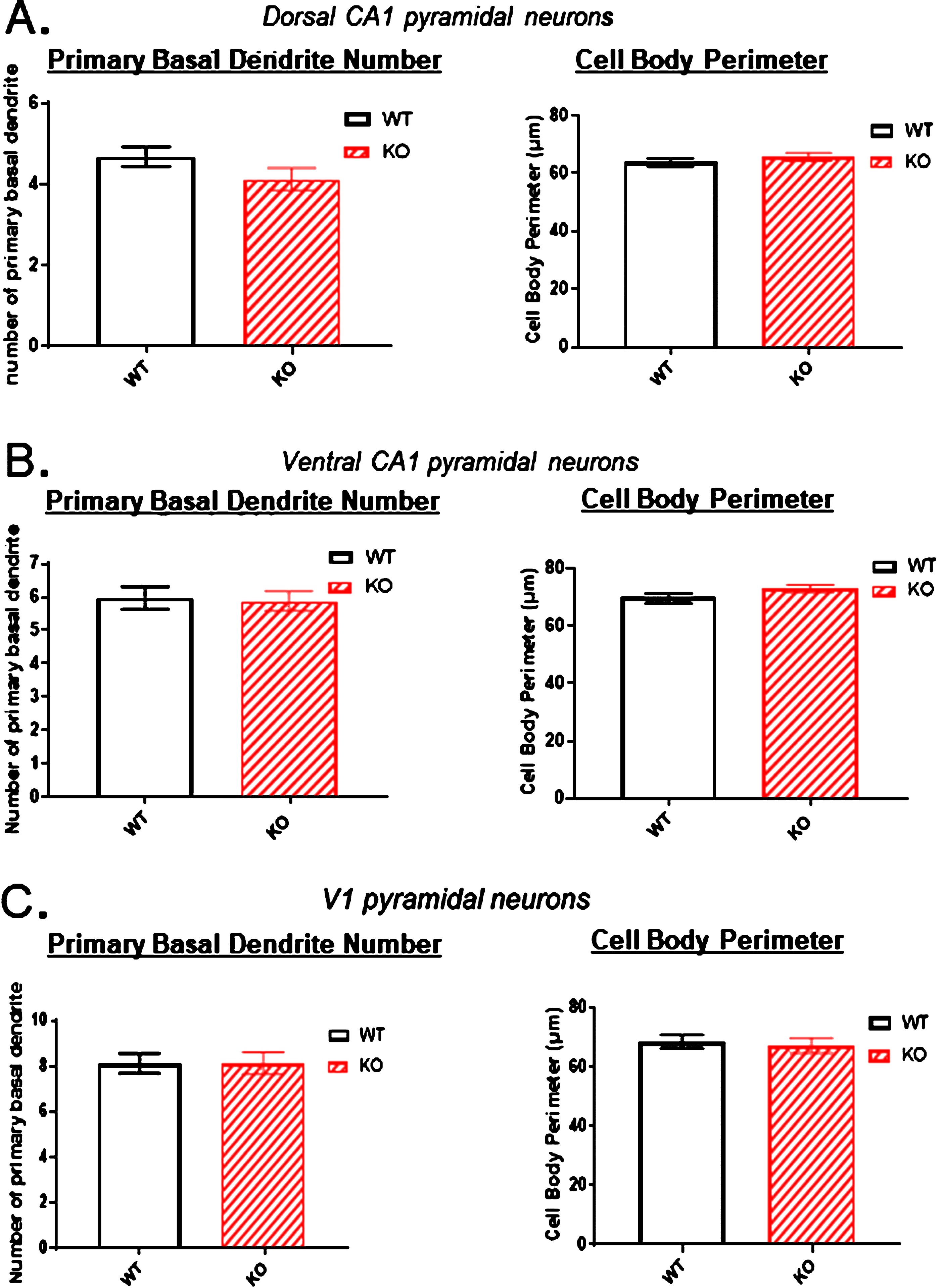 Because of the significant reduction in the dorsal CA1 region arborization observed in KO versus WT mice (Figs. 2–5), the number of primary basal dendrites and the cell body perimeters were measured in A) the dorsal CA1 region, B) the ventral CA1 region, and C) the primary sensory cortex. There were no significant differences in the number of primary basal dendrites or in the cell body perimeters in KO versus WT mice in any of the three regions. Data represent the mean±SEM of measurements from 9 WT and 15 KO mice, and were analyzed by Student’s t-test for unpaired data.