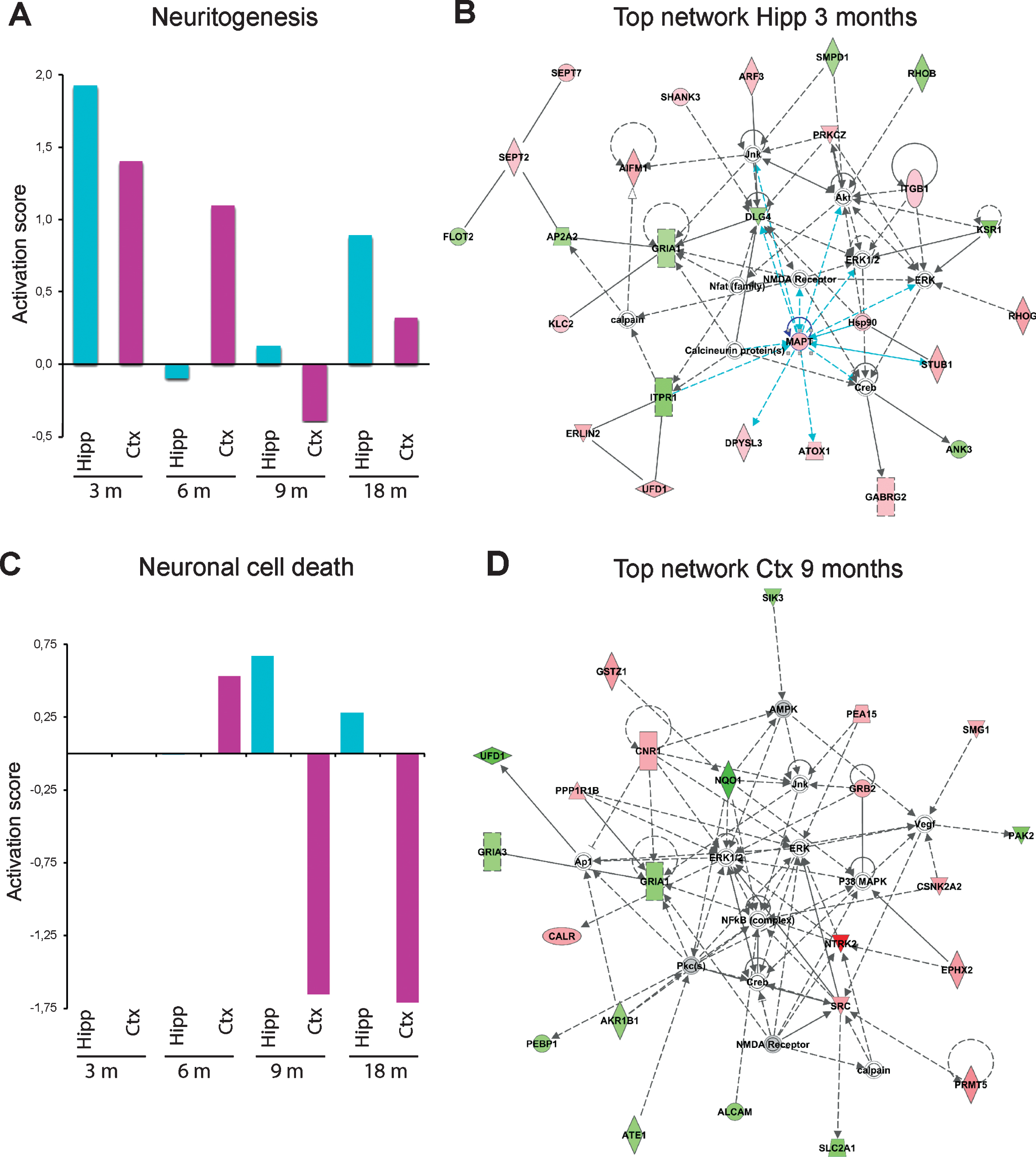Effects on neuritogenesis and neuronal cell death and top-ranked networks in AppNL-F/NL-F mice over time. Proteins found to have an altered level in hippocampus and cortex in AppNL-F/NL-F compared to Appwt/wt mice (1.1-fold alteration, p < 0.1) were subjected to IPA analysis. a) Activation scores for neuritogenesis over time. b) Top-ranked IPA network in hippocampus at 3 months of age. c) Activation scores for neuronal cell death over time. d) Top-ranked network in cortex at 9 months of age.