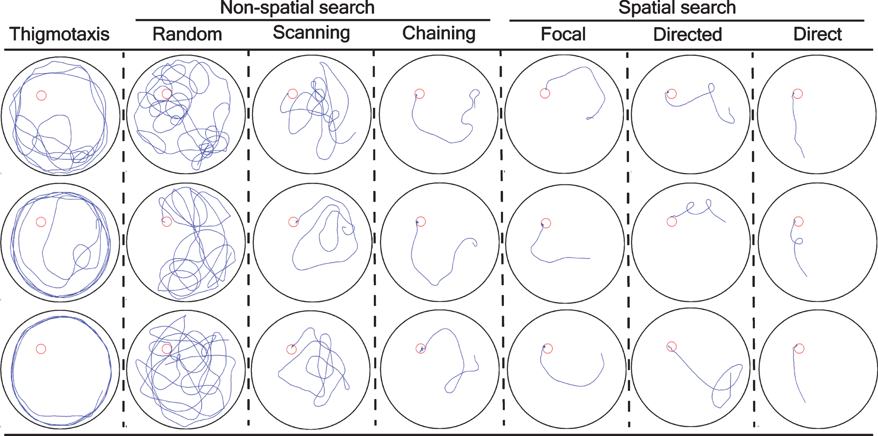 Graphical representation and classification of a mouse trajectory into different search strategy. The search strategies were mathematically/statistically defined as: thigmotaxis: >35% of time (90 s) within closer wall zone (10 cm from the pool wall) and < 65% time in wider wall zone (16 cm from the pool wall); random search: >70% surface coverage; scanning: <70% surface coverage, >10% surface coverage, and < 0.7 SD (standard deviation) distance to the pool center; chaining: >65% of time within the annulus zone; perseverance: <0.45 SEM body angle, <0.40 SD mean distance to the previous goal; directed search: >80% of time in the goal corridor; focal search: <0.35 SEM (standard error of the mean) body angle, <0.25 SD mean distance to the present goal; and direct swim: 100% in the goal corridor; unclassified: the algorithm could not able to classify into above mentioned classification. An 18-cm wide goal corridor was set. Each column is a discrete search strategy that consists of three representative mice trajectories from training trials for visualization. Furthermore, a search strategy is divided into thigmotaxis, non-spatial search strategy (random, scanning, and chaining), and spatial search strategy (focal, directed, and direct). A blue line was a mouse trajectory and a red circle was a platform.