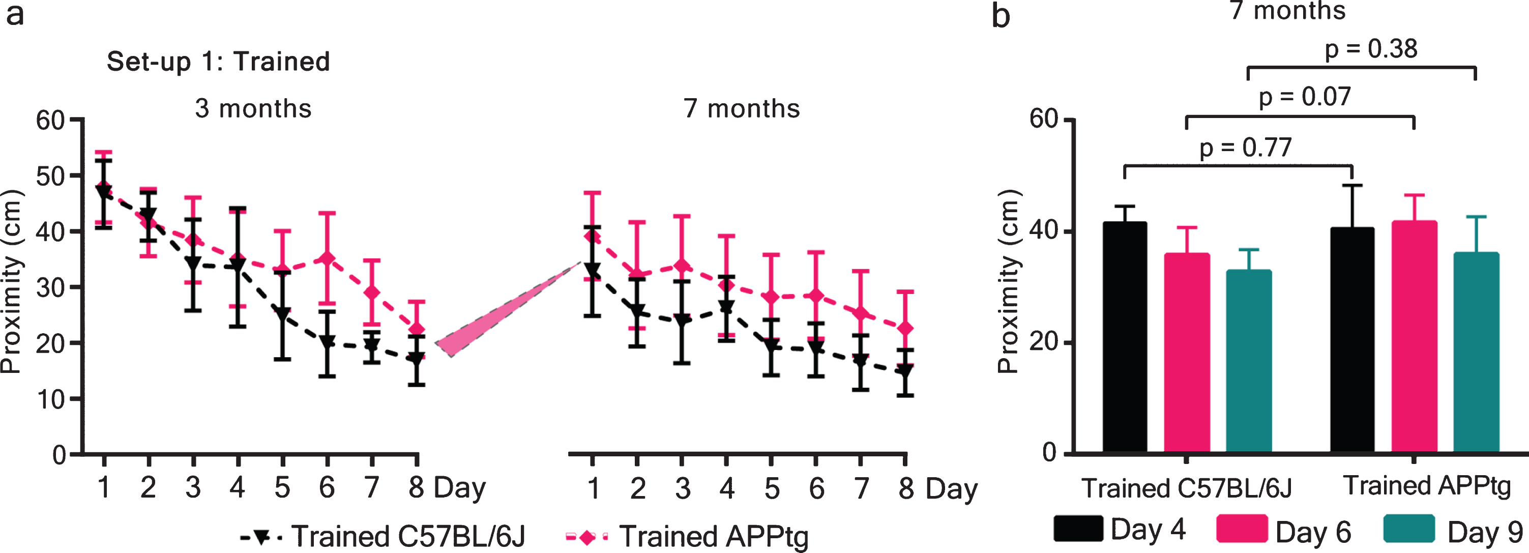 Deficient spatial memory reactivation in 7-month-old APPtg mice. a, b) Set-up 1: mice were trained at 3 months of age using the WM task and their cognitive performance were reassessed at 7 months of age (right). Mice were trained for eight consecutive days to find a submerged platform in a pool filled with water. The average proximity of mice with respect to a hidden platform were used as a measure of spatial learning and memory. a, right) Mice that have been trained at 3 months of age again performed the WM task at 7 months of age. Mixed model analysis showed significant group difference between trained C57BL/6J and APPtg mice [7 months: F(1,18)=5.11, p = 0.036] during the retraining task. b) Assessment of spatial memory using probe trials at 7 months of age. During a probe trial, the platform was removed, and mice were allowed to swim from a novel starting position for 30 s and the proximity (cm) of mice from the former platform position was used as a measure of spatial memory. Two-tailed unpaired t-test was performed and did not show any group differences for any probe trial-day. Values are mean±95% confidence interval.