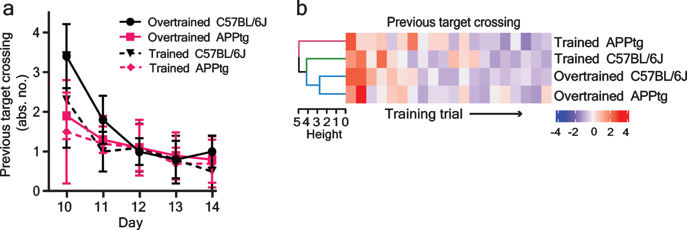 Previous target crossing in the WM reversal task. a) Memory retention of the previous task was assessed as previous target area crossing as a function of training day. ANOVA of a mixed model showed a significant group difference [F(3,34)=3.81, p = 0.01]. During pairwise comparison between groups, only overtrained C57BL/6J versus trained APPtg comparison gave significant difference (b = 0.54, SE = 0.17, t(34)=3.05, p = 0.02). Similarly, pairwise comparison between groups on day 10 (first day of WM reversal task) also showed significant group differences [overtrained APPtg versus trained APPtg (b = 0.43, SE = 0.36, t(34)=1.19, p = 0.63); overtrained APPtg versus trained C57BL/6J (b=-0.34, SE = 0.35, t(34)=-0.96, p = 0.76); overtrained C57BL/6J versus trained APPtg (b = 1.89, SE = 0.33, t(34)=5.61, p < 0.0001); overtrained C57BL/6J versus overtrained APPtg (b=–1.45, SE = 0.34, t(34)=-4.18, p = 0.001); overtrained C57BL/6J versus trained C57BL/6J (b = 1.11, SE = 0.32, t(34)=3.39, p = 0.009); and trained APPtg versus trained C57BL/6J (b=-0.77, SE = 0.34, t(34)=-2.25, p = 0.12)]. b) Hierarchical clustering of different training groups in the WM reversal task. Each row represents the training group, and each column represents the training trials. Training groups were sorted row-wise by similarity. Dendrogram represents similarity between different training groups. b, estimate; SE, standard error; t, t-ratio; p, p-value. Values are mean±95% confidence interval.