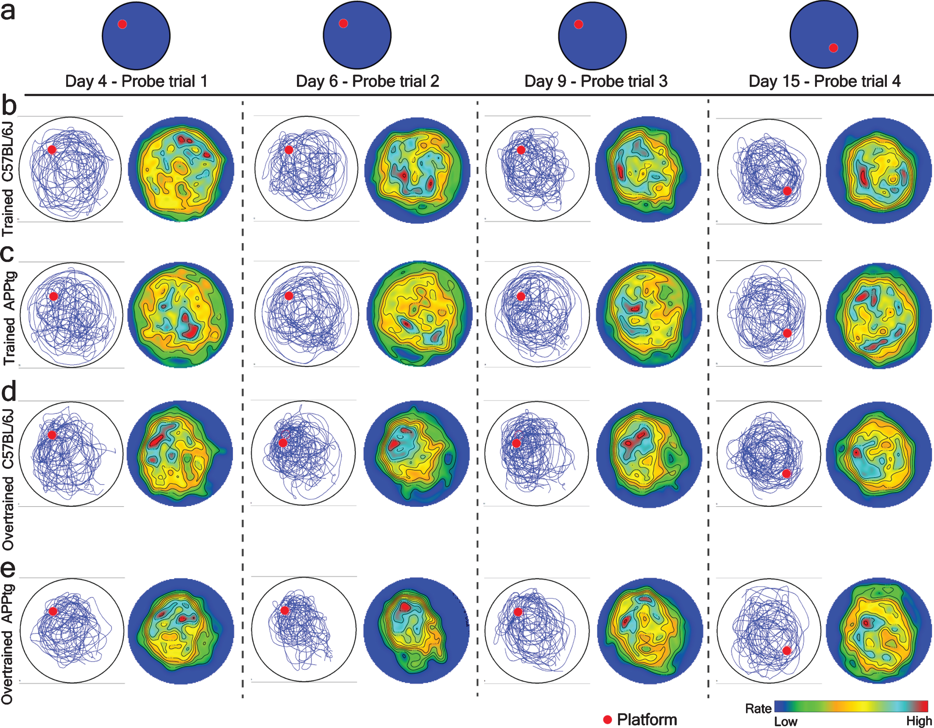 Spatial intensity (rate) map of different experimental groups in probe trial during the normal WM task and the WM reversal task respectively in 7-month-old mice. Left, accumulated mice trajectories per group (blue lines) with indicated platform position (red colored circle). Right, color-coded spatial rate map with peak rate. a) Platform position during a probe trial of normal WM and WM reversal tasks. A single probe trial was conducted before normal training trials on day 4, 6, 9, and 15. b-e) Mice trajectories and its corresponding spatial intensity map on probe trial on the different days of a normal WM task as well on the WM reversal task.