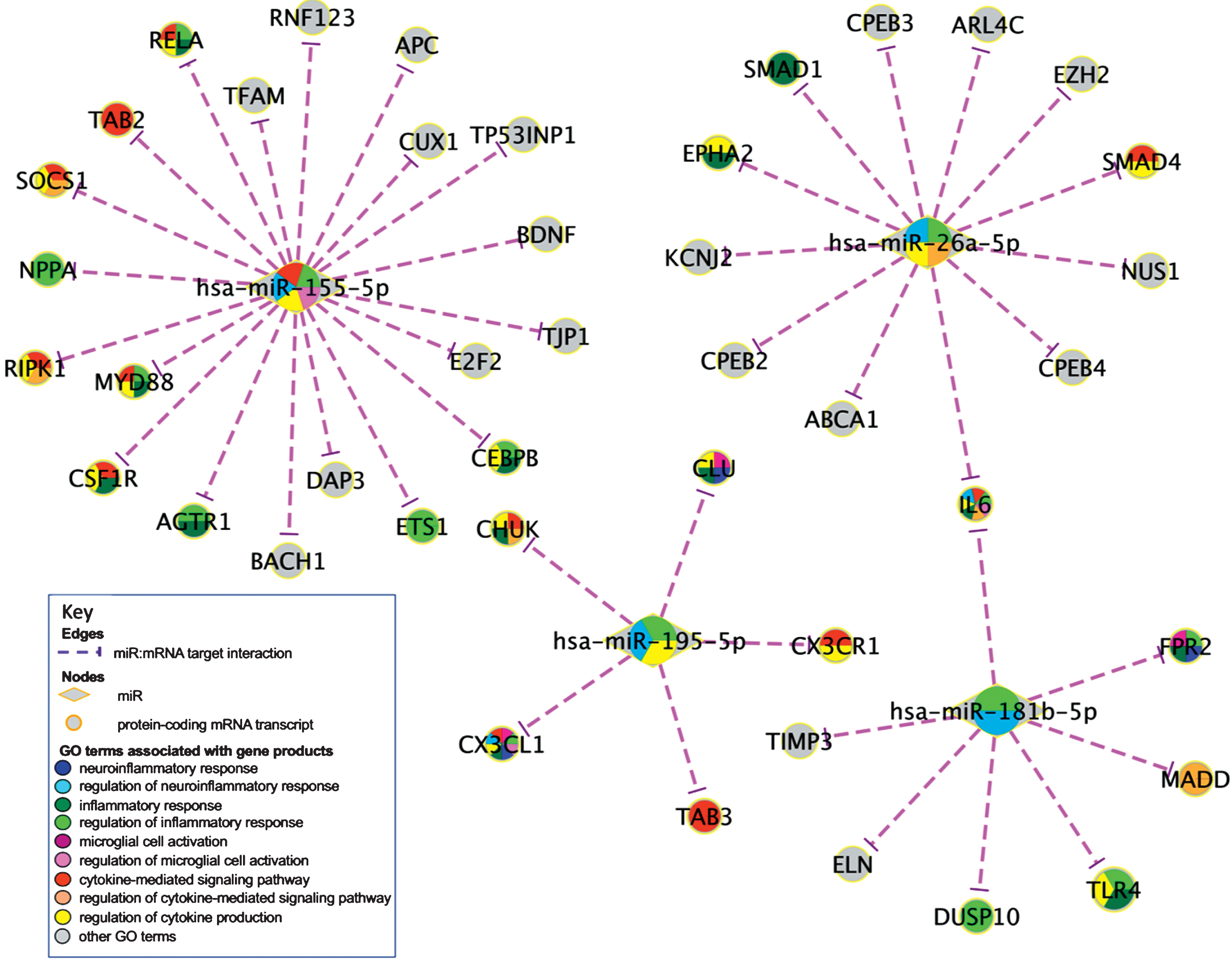MiR-centered miR-target molecular interaction sub-network constructed by selecting four miRs enriched for ‘regulation of neuroinflammatory response’ and their direct targets. The sub-network was constructed in Cytoscape [73]. BiNGO [38] results (Supplementary Figure 2 and Supplementary Table 10) were used to identify relevant nodes and the first neighbors of the selected nodes. The four hub nodes represent miRs. The hub nodes are linked to the target nodes by the dashed edges, which represent experimentally demonstrated associations between miRs and their targets shown as nodes labelled with the HGNC-approved gene symbols. The purple cap at the end of each edge faces the target of miR silencing. The BiNGO enrichment analysis had been performed on the original large network of 415 nodes, shown in Supplementary Figure 2 and Supplementary Table 9. Key BiNGO analysis results are shown Table 5; all of the analysis results are provided in Supplementary Table 10. The background colors of the nodes’ fragments correspond to GO terms shown on the same background colors in the ‘Key to background colors’ text box.
