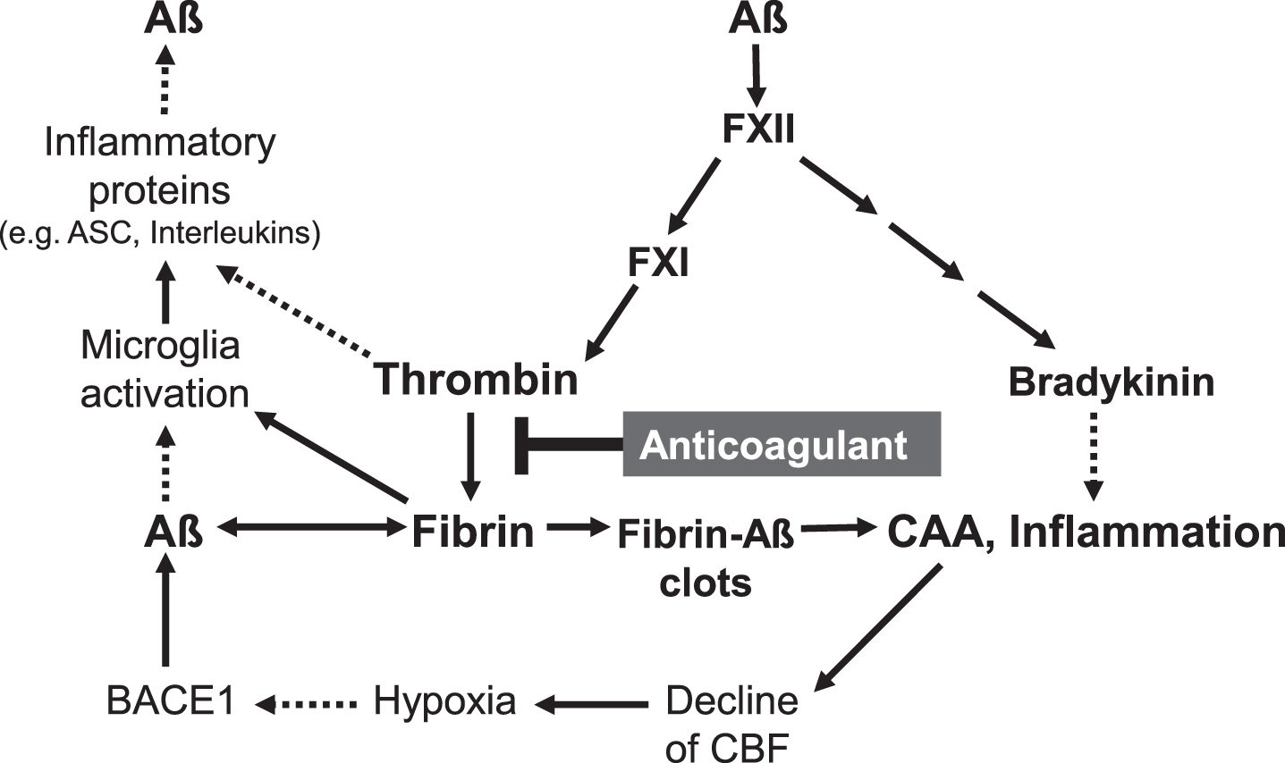Key factors in cerebral amyloid angiopathy (CAA) and neuroinflammation are amyloid-β-proteins (Aβ), fibrin and thrombin (according to [26, 28, 47, 48, 62, 66]). Aβ binds to fibrin(ogen) and forms degradation-resistant, Aβ-containing fibrin deposits (fibrin-Aβ clots), which are found in brain parenchyma between neuron cells and in cerebral blood vessels in areas of CAA. Aβ also activates the blood coagulation factor XII, leading to enhanced formation of proinflammatory thrombin and bradykinin, and microglia-activating fibrin. Aβ also triggers microglia activation. Activated microglia cells release, e.g., inflammatory interleukins and ASC (apoptosis-associated speck-like protein containing a CARD) protein complexes, which stimulate production and spread of cerebral Aβ and ultimately, amplify fibrin-Aβ deposition. CAA-induced decline of cerebral blood flow (CBF) and brain perfusion leads to tissue shortage of nutrients and oxygen (hypoxia), which stimulates β-secretase1 (BACE1) expression for amplified Aβ formation. Anticoagulant treatment intervenes in a central point of this catastrophic cascade. The drug inhibits thrombin and thus, the formation of fibrin. Progressive fibrin-Aβ clot deposition in CAA and brain parenchyma, thrombin- and fibrin-mediated inflammation and amplified Aβ production and derived neurodegenerative processes, contributing to AD, could be reduced by anticoagulant treatment. Indirect stimulatory effects are represented by dotted lines.