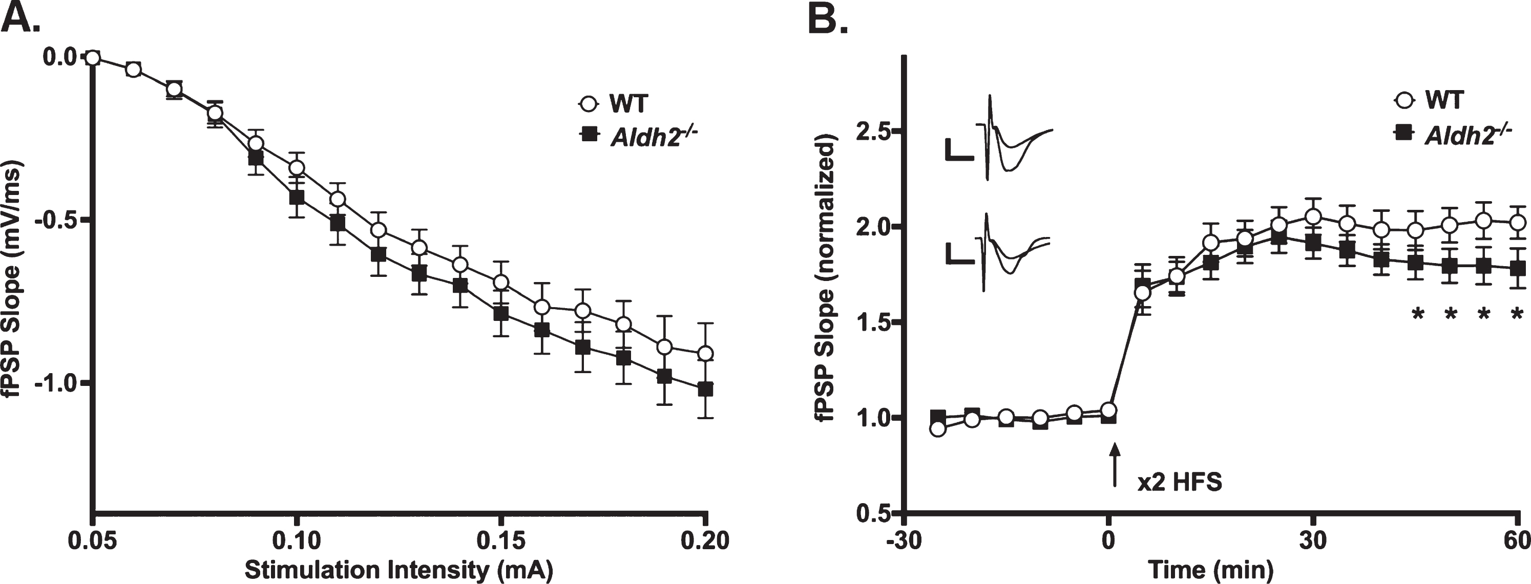 LTP Outcomes. A) I/O curves for fPSP slopes (mV/ms; mean±SEM) elicited in CA1 by single pulse stimulation of the SC in WT and Aldh2–/– mice. The fPSP slope increased with higher stimulation intensities, but no statistical differences between the two groups were detected (p > 0.05). B) fPSP slope (mV/ms; mean±SEM; normalized to baseline) before and after HFS (arrow) in WT and Aldh2–/– mice. Delivery of HFS reliably increased the fPSP slope; however, no main effect of genotype was detected (p > 0.05). Data reported here were taken from 15 WT and 11 Aldh2–/– mice for LTP induction and 15 WT and 10 Aldh2–/– mice for I/O curves. Analysis of the maintenance phase of LTP (the last 20 min) revealed a significant genotype effect with somewhat reduced potentiation in the Aldh2–/– animals (t = 16.84, p < 0.0001; unpaired t-test). Asterisks (*) represent significant group fPSP slope differences at specific time points (t-test) at p < 0.05. Insets depict typical fPSP before (smaller downward deflection) and after (larger downward deflection) HFS in WT (top) and Aldh2–/– mice (bottom; calibration is 0.5 mV and 5 ms).