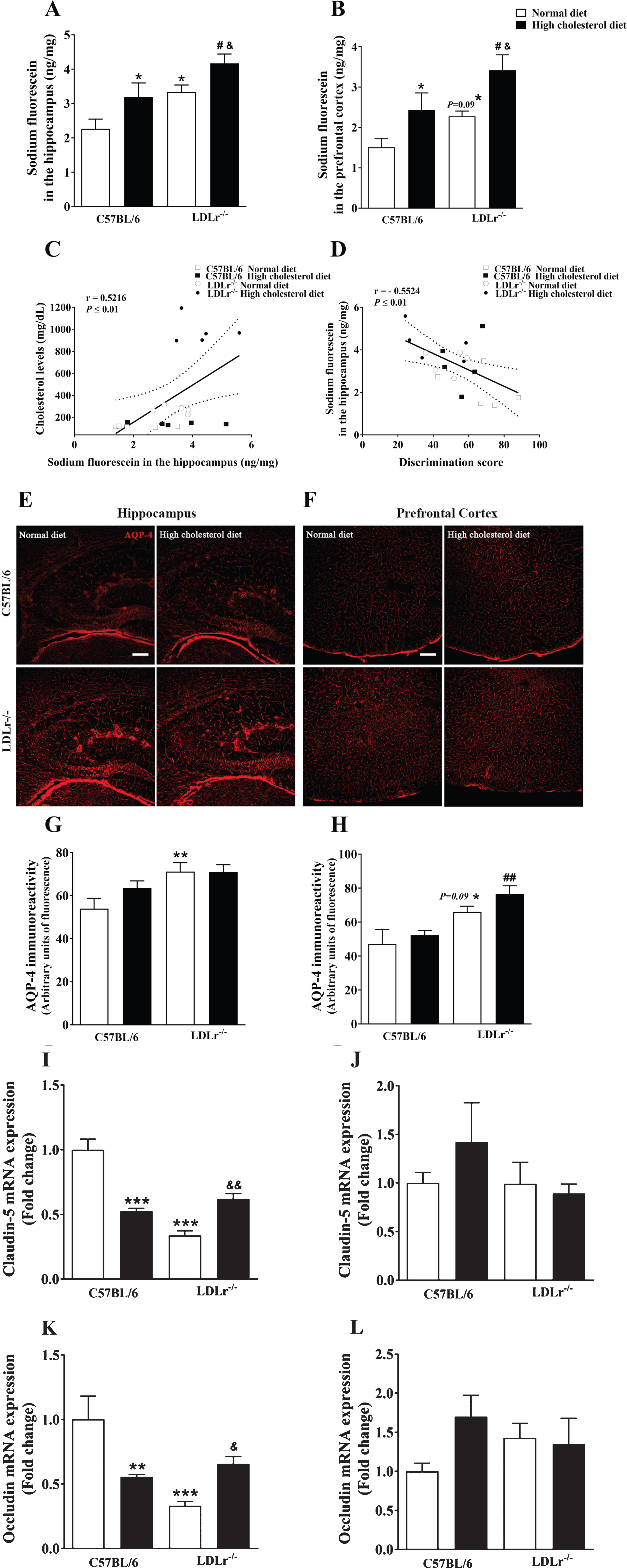 Effects of high cholesterol diet on blood-brain barrier (BBB) integrity of C57BL/6 wild-type and LDLr–/– mice. BBB permeability to sodium fluorescein in the (A) hippocampus and (B) prefrontal cortex of wild-type and LDLr–/– mice fed with normal or high cholesterol diet (n = 6–7). C) A significant correlation between cholesterol levels and permeability to sodium fluorescein in the hippocampus. D) A Significant correlation between BBB permeability to sodium fluorescein in the hippocampus and discriminatory score (Pearson’s correlations). Representative images of aquaporin-4 (AQP-4) content immunofluorescence analysis in the (E) hippocampus and (F) prefrontal cortex of the animals. The serial stack of images of AQP-4 (red) immunofluorescence staining were obtained with a Leica DMI6000 B confocal microscope. Scale bars, 150μm. Quantitation of AQP-4 immunoreactivity in the (G) hippocampus and (H) prefrontal cortex (n = 4–5). Gene expression of tight junction’s protein, claudin-5 and occludin, in mice’s (I and K, respectively) hippocampus and (J and L, respectively) prefrontal cortex (n = 5). Data are expressed as the mean±SEM. *p < 0.05, **p < 0.01, and ***p < 0.001 compared with C57BL/6 mice fed with a normal diet, #p < 0.05 and ##p < 0.01 compared with C57BL/6 mice fed with a high cholesterol diet, and &p < 0.05 and &&p < 0.01 compared with LDLr–/– mice fed with a normal diet (Two-way ANOVA followed by Duncan post-hoc test).