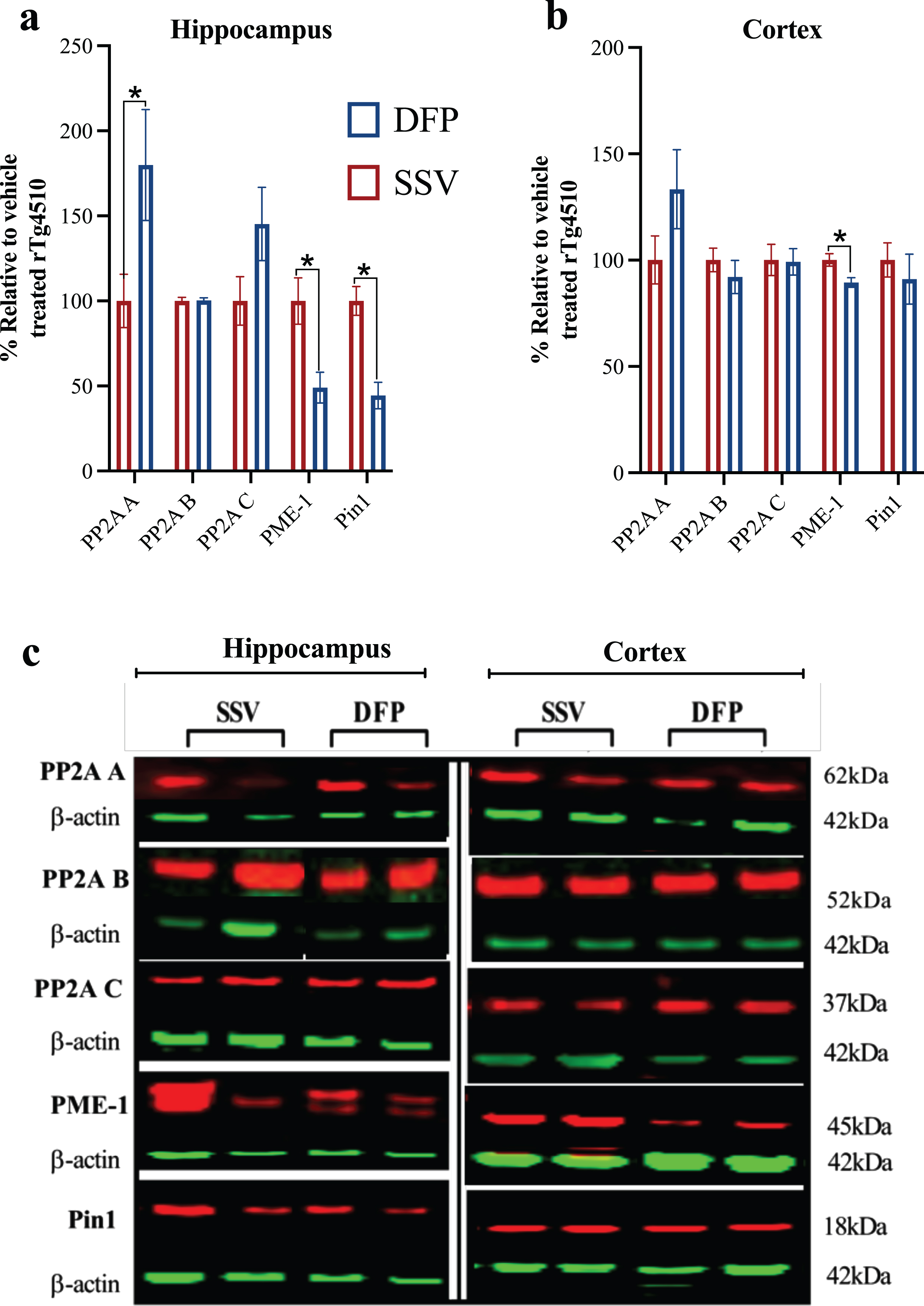 Effect of DFP on PP2A subunits and regulatory proteins. Western blot was used to examine PP2A in the (a) hippocampus and (b) cortex. c) Representative western blots of PP2A subunits and regulatory proteins (note, antibodies may have been probed on the same blot or on stripped blots). Vehicle treated rTg4510 = TgSSV; DFP treated rTg4510 = TgDFP. Unpaired t-test; Error bars represent±SEM. *p < 0.05; **p < 0.001. n = 5– 6/group.