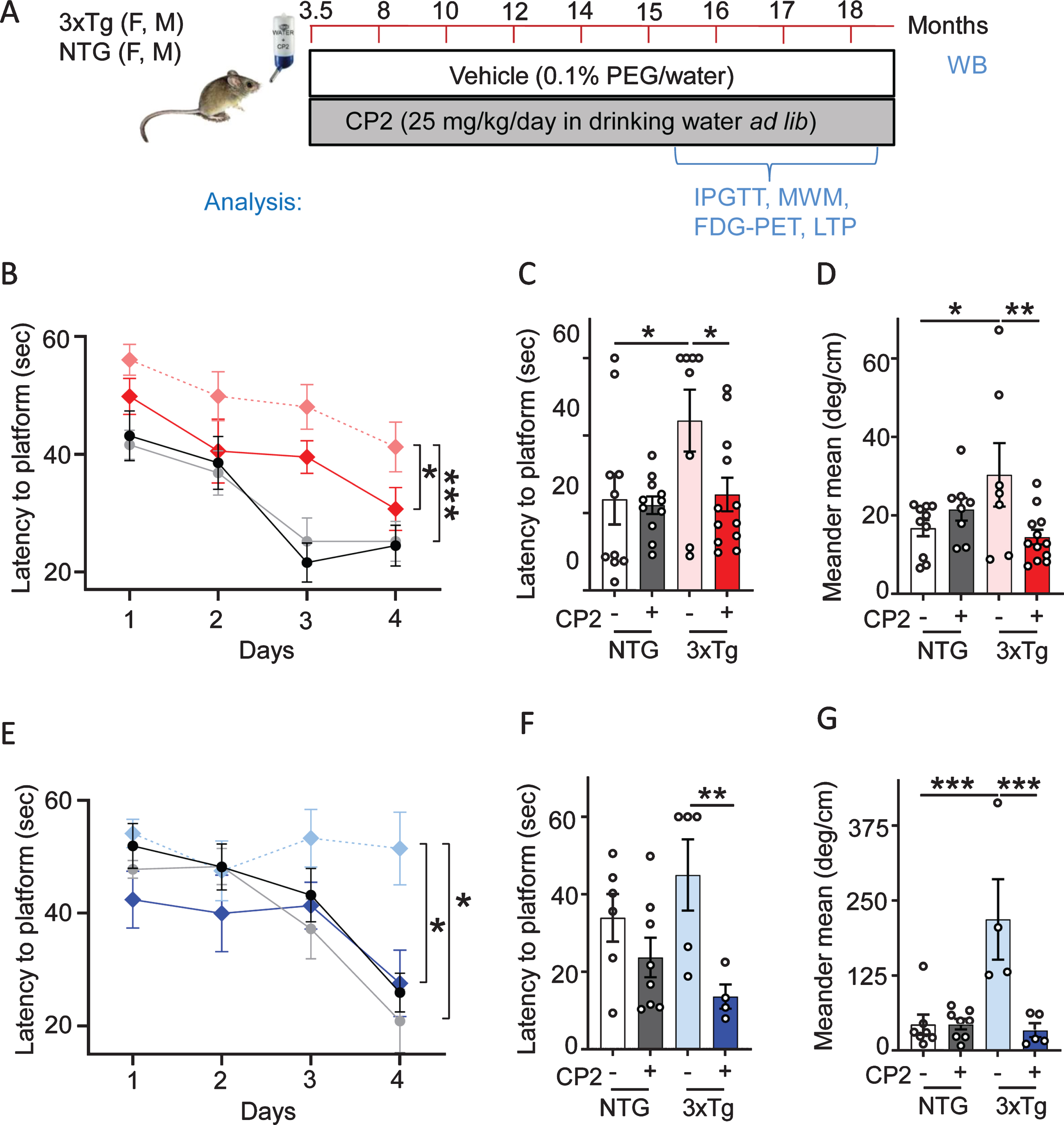 Long-term CP2 treatment ameliorates cognitive deficit in male and female 3xTg-AD mice. A) The timeline of CP2 treatment in 3xTg-AD and NTG male and female mice (n = 15 per each group). B) Memory acquisition was done based on the time of escape latency established over 4 days of training in the MWM test. C) Latency to reach the platform 24 h after the last training session showed that CP2 treatment significantly improved memory retention in female 3xTg-AD mice. D) CP2 treatment significantly reduced meandering (the direction changes) in female 3xTg-AD mice. E) CP2 improved memory acquisition in 3xTg-AD male mice, whereas vehicle-treated 3xTg-AD mice had impaired learning acquisition compared to NTG mice. F) Latency to reach the platform 24 h after the last training session showed that CP2 treatment significantly improved memory retention in male 3xTg-AD mice. G) CP2 treatment significantly reduced meandering (the direction changes) in male 3xTg-AD mice. Differences between individual groups were analyzed by two-way ANOVA with Fisher’s post-hoc test. Data are presented as mean±SEM. *p < 0.05, **p < 0.01, ***p < 0.001. Dotted light blue and light red: vehicle-treated 3xTg-AD male and female mice, respectfully; dark blue and dark red: 3xTg-AD+CP2 male and female mice, respectfully; grey: NTG+CP2 black: vehicle-treated NTG (female mice in C and D; male mice in F and G); n = 10–15 mice per group.