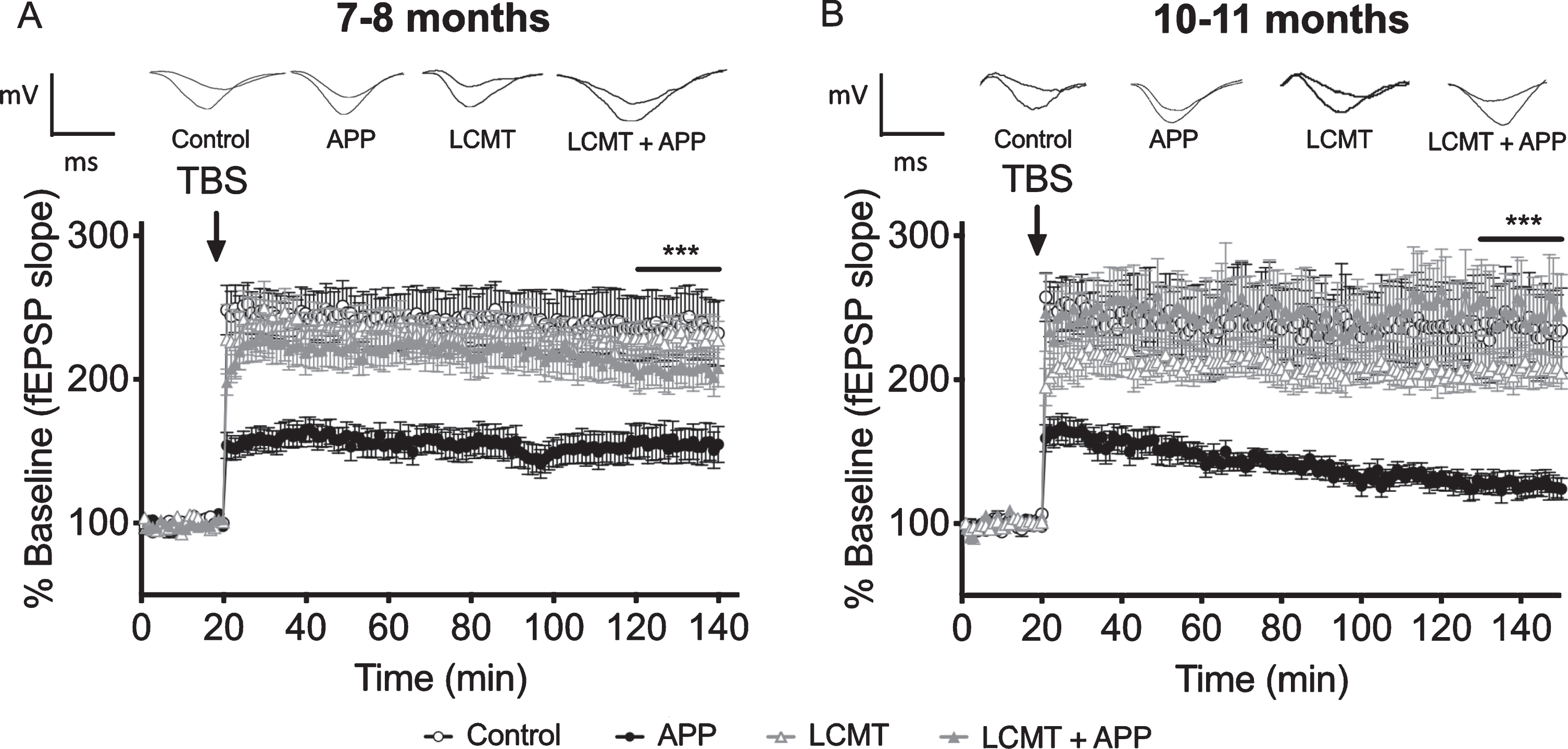 LCMT overexpression protects against electrophysiological impairments in Tg2576 mice. A) Time course of averaged Schaffer collateral fEPSP responses (±SEM) prior to and following delivery of theta-burst stimulation (arrow) in hippocampal slices prepared from 7-8-month-old mice that carried the Tg2576 APP transgene in combination with transgenic LCMT overexpression (LCMT + APP), or 7-8-month-old animals that carried the Tg2576 APP transgene alone (APP), overexpressed LCMT alone (LCMT), or controls. 2-way RM ANOVA for fEPSP responses over the last 20 min of recording with group and time as factors shows a significant effect of group (horizontal bar; F(3, 60) = 5.297, p = 0.0026). Dunnett’s multiple comparisons show that the APP group was significantly different from each of the other three groups (p = 0.0481 for LCMT + APP, p = 0.0033 for LCMT and p = 0.0019 for control). N = 14 control, 13 APP, 18 LCMT, 19 LCMT + APP. Representative traces of field potential responses prior to TBS, and during the last 20 min of recording are shown above for each of the indicated genotypes. B) Time course of averaged Schaffer collateral fEPSP responses (±SEM) prior to and following delivery of theta-burst stimulation (arrow) in hippocampal slices prepared from 10-11-month-old mice that carried the Tg2576 APP transgene in combination with transgenic LCMT overexpression (LCMT + APP), or 10-11-month-old animals that carried the Tg2576 APP transgene alone (APP), overexpressed LCMT alone (LCMT), or controls. 2-way RM ANOVA for fEPSP responses over the last 20 min of recording with group and time as factors shows a significant effect of group (horizontal bar; F(3, 43) = 7.328, p = 0.0004). Dunnett’s multiple comparisons show that the APP group was significantly different from each of the other three groups (p = 0.0003 for LCMT + APP, p = 0.0183 for LCMT and p = 0.0013 for control). N = 11 control, 12 APP, 12 LCMT, 12 LCMT + APP. Representative traces of field potential responses prior to TBS, and during the last 20 min of recording are shown above for each of the indicated genotypes.