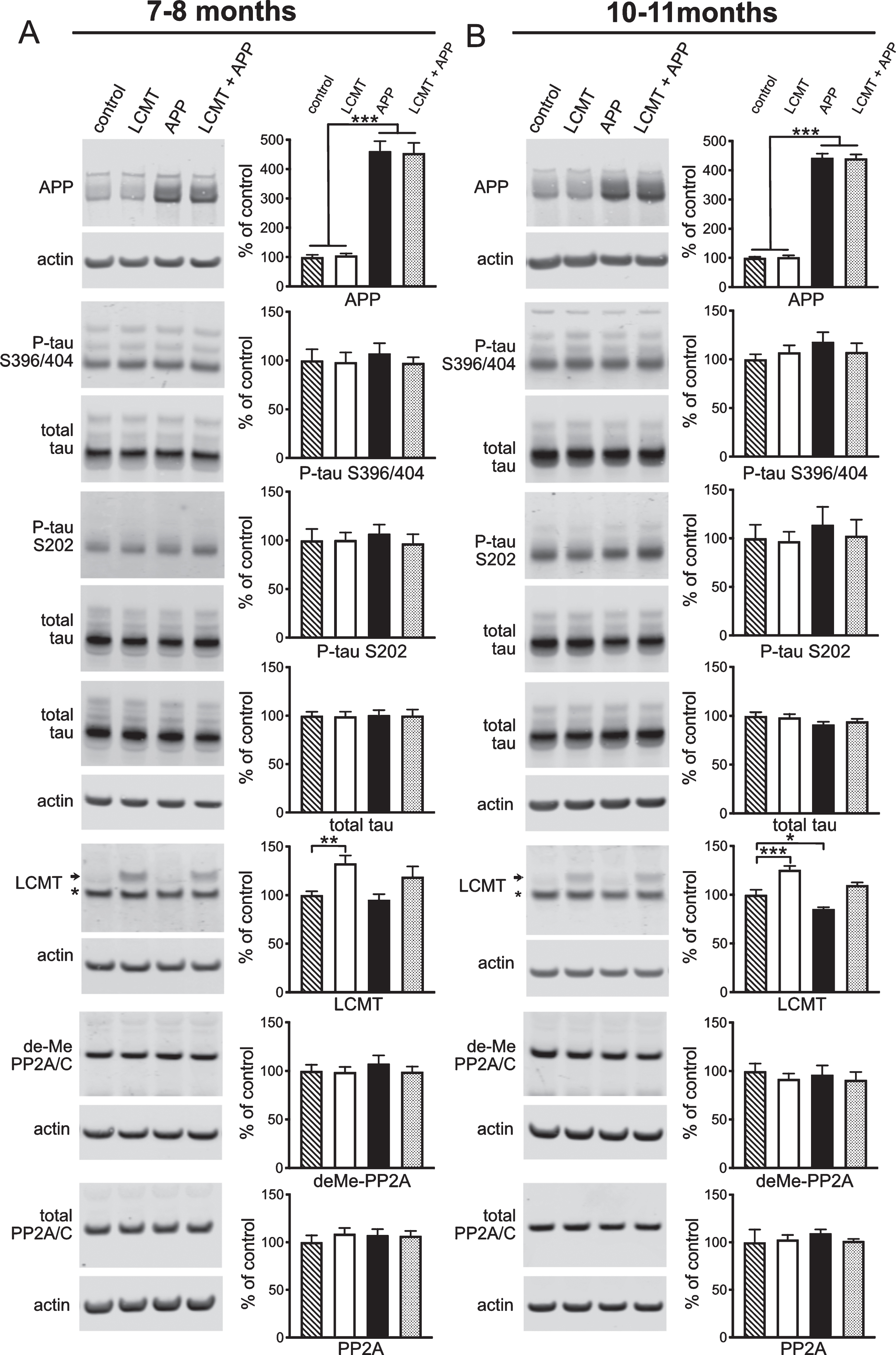 The effect of LCMT overexpression on APP expression, tau phosphorylation, and LCMT protein levels in Tg2576 mice. A, B) Representative western blots showing anti-APP, phospho-tau serine 396/404 and serine 202, total tau, and LCMT immunoreactivity in hippocampal homogenates prepared from 7-8 (A) or 9-10-month-old (B) control, LCMT overexpressing, Tg2576 APP transgenic, or LCMT overexpressing/APP transgenic mice together with corresponding histograms showing average normalized immunoreactivity (±SEM) in each group. APP genotype significantly affected APP expression (2-way ANOVA with APP and LCMT genotype as factors: F(1, 20) = 169.7, p < 0.0001 for 7-8-month-old mice and F(1, 20) = 1157, p < 0.0001 for 10-11-month-old mice). Sidak’s multiple comparisons showed no significant differences in APP expression between control and LCMT groups (p = 0.9873 for 7-8-month-old mice and p = 0.9804 for 10-11-month-old mice) or between APP and LCMT + APP groups (p = 0.9815 for 7-8-month-old and, p = 0.9843 for 10-11-month-old mice). Animals carrying an APP transgene alone showed a trend for increased tau phosphorylation at serine residues 396/404 (APP:107.3±10.46%versus control: 100±11.53, LCMT: 98.3±10.01, APP:107.3±10.46, LCMT + APP: 97.5±14.22 at 7-8 months, and APP:118.0±9.92%versus control: 100±5.15, LCMT: 107.2±7.28, LCMT + APP: 107.5±8.99 at 10-11 months) that was not statistically significant (2-way ANOVA test for interaction with APP and LCMT genotype as factors: F(1,20) = 0.174, p = 0.6811 for 7-8-month-old mice and F(1,20) = 1.212, p = 0.2840 for 10-11-month-old mice). Animals carrying an APP transgene alone showed a similar trend for increased tau phosphorylation at serine residue 202 (APP:106.9±9.37%versus control: 100±11.68, LCMT: 100.5±7.64, LCMT + APP: 97.0±9.36 at 7-8 months, and APP:114.0±18.47%versus control: 100±13.92, LCMT: 97.0±9.701, LCMT + APP: 102.6±16.65 at 10-11 months) that was not statistically significant (2-way ANOVA test for interaction with APP and LCMT genotype as factors: F(1,20) = 0.2877, p = 0.5976 for 7-8-month-old mice and F(1,20) = 0.07876, p = 0.7819 for 10-11-month-old mice). Neither LCMT overexpression nor APP transgene expression significantly affected endogenous tau levels (2-way ANOVA for effect of LCMT transgene with APP and LCMT genotype as factors: F(1,44) = 0.0111, p = 0.9166 for 7-8-month-old mice, and F(1,44) = 0.06945, p = 0.7934 for 10-11-month-old mice);(2-way ANOVA for effect of APP transgene with APP and LCMT genotype as factors: F(1,44) = 0.0223, p = 0.8819 for 7-8-month-old mice and F(1,44) = 4.196, p = 0.0465 for 10-11-month-old mice). As expected, transgenic LCMT expression significantly affected LCMT protein levels (2-way ANOVA with LCMT and APP genotype as factors: F(1,20) = 14.1, p = 0.0012 for 7-8-month-old mice and F(1,20) = 46.97, p < 0.0001 for 10-11-month-old mice. In addition, for 10-11-month-old mice, Sidak’s multiple comparisons show a significant decrease in total LCMT expression in the APP transgenic group relative to controls (p = 0.0204), and in the LCMT + APP group relative to LCMT alone group (p = 0.0134). Transgenic LCMT overexpression did not significantly affect the amount of PP2A catalytic subunit that was demethylated at Leucine 309 (2-way ANOVA with LCMT and APP genotype as factors: F(1,20) = 0.5316, p = 0.4744 and F(1,20) = 0.3604, p = 0.5550 respectively for 7-8-month-old mice, and F(1,20) = 0.7365, p = 0.4010 and F(1,20) = 0.0877, p = 0.7702 respectively for 10-11-month-old mice). Transgenic LCMT overexpression also did not significantly affect the total amount of PP2A catalytic subunit (2-way ANOVA with LCMT and APP genotype as factors: F(1,20) = 0.4440, p = 0.5128 and F(1,20) = 0.1909, p = 0.6669 respectively for 7-8-month-old mice, and F(1,20) = 0.1213, p = 0.7313 and F(1,20) = 0.2888, p = 0.5969 respectively for 10-11-month-old mice). For all blots band intensities in each lane were normalized to corresponding actin or total tau immunoreactivity in that lane and values were expressed as a percentage of the mean of the control group (N = 6 per group).