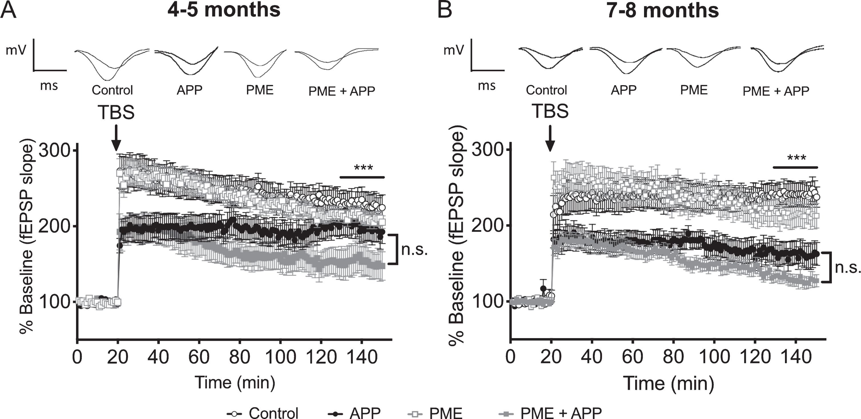 The effect of PME overexpression on LTP impairments in Tg2576 mice. A) Time course of averaged Schaffer collateral fEPSP responses (±SEM) prior to and following delivery of theta-burst stimulation (arrow) in hippocampal slices prepared from 4-5-month-old mice that carried the Tg2576 APP transgene in combination with transgenic PME overexpression (PME + APP), or 4-5-month-old animals that carried the Tg2576 APP transgene alone (APP), overexpressed PME alone (PME), or controls. 2-way RM ANOVA for fEPSP responses over the last 20 min of recording with group and time as factors shows a significant effect of group (horizontal bar; F(3,65) = 4.717, p = 0.0049), however, the trend for increased impairment in the PME + APP group relative to the APP alone group was not statistically significant (Dunnett’s multiple comparisons p = 0.1165). N = 17 control, 13 APP, 24 PME, 15 PME + APP. Representative traces of field potential responses prior to TBS, and during the last 20 min of recording are shown above for each of the indicated genotypes. B) Time course of averaged Schaffer collateral fEPSP responses (±SEM) prior to and following delivery of theta-burst stimulation (arrow) in hippocampal slices prepared from 7-8-month-old mice that carried the Tg2576 APP transgene in combination with transgenic PME overexpression (PME + APP), or 7-8-month-old animals that carried the Tg2576 APP transgene alone (APP), overexpressed PME alone (PME), or controls. 2-way RM ANOVA for fEPSP responses over the last 20 min of recording with group and time as factors shows a significant effect of group (horizontal bar; F(3,45) = 15.17, p < 0.0001); however, the trend for increased impairment in the PME + APP group relative to the APP alone group was not statistically significant (Dunnett’s multiple comparisons p = 0.2791). N = 11 control, 8 APP, 14 PME, 16 PME + APP. Representative traces of field potential responses prior to TBS, and during the last 20 min of recording are shown above for each of the indicated genotypes.