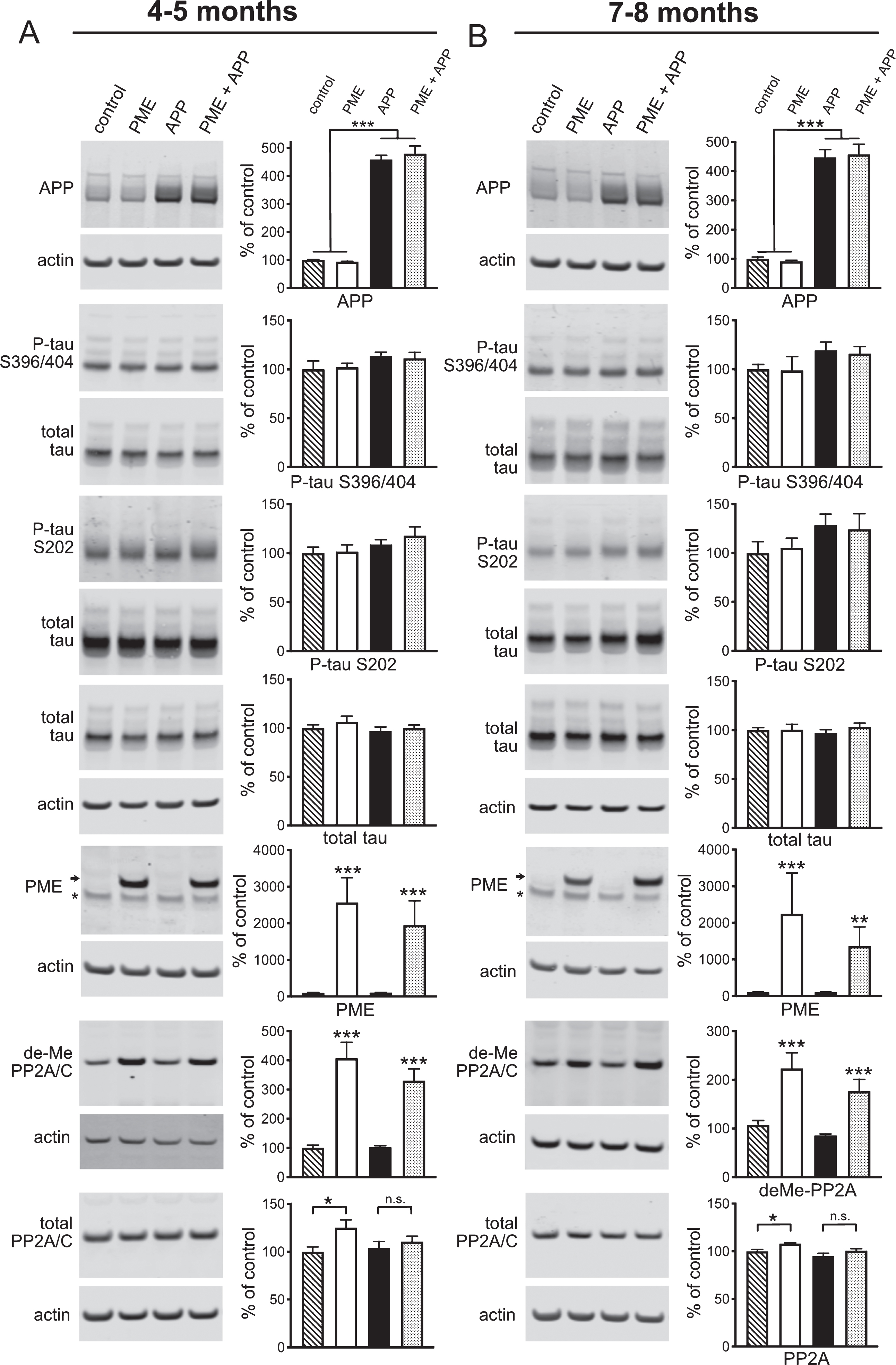 The effect of PME overexpression on APP expression, tau phosphorylation and PME protein levels in Tg2576 mice. A, B) Representative western blots showing anti-APP, phospho-tau serine 396/404 and serine 202, total tau, PME, demethylated PP2A/C and total PP2A/C immunoreactivity in hippocampal homogenates prepared from 4-5 (A) or 7-8-month-old (B) control, PME overexpressing, Tg2576 APP transgenic, or PME overexpressing/APP transgenic mice together with corresponding histograms showing average normalized immunoreactivity (±SEM) in each group. APP genotype significantly affected APP expression (2-way ANOVA with APP and PME genotype as factors: F(1,20) = 564.7, p < 0.0001 for 4-5-month-old mice and F(1,20) = 251.3, p < 0.0001 for 7-8-month-old mice). Sidak’s multiple comparisons showed no significant differences in APP expression between control and PME groups (p = 0.9504 for 4-5 and p = 0.9542 for 7-8-month-old mice) or between APP and PME + APP groups (p = 0.5961 for 4-5-month-old and, p = 0.9313 for 7-8-month-old mice). Animals carrying an APP transgene showed a trend for increased tau phosphorylation at serine residues 396/404 (APP:113.3±3.82, PME + APP: 111.3±6.05 versus control: 100±8.58, PME: 102.1±4.08 at 4-5 months, and APP:119.5±8.42, PME + APP: 115.9±7.41 versus control: 100±4.98, PME: 99.0±14.06 at 7-8 months) that did not reach statistical significance (2-way ANOVA with APP and PME genotype as factors: F(1,20) = 3.725, p = 0.0679 for 4-5-month-old mice and F(1,20) = 3.806, p = 0.0652 for 7-8-month-old mice), and was not affected by PME overexpression (Sidak’s multiple comparisons between APP and PME + APP groups: p = 0.9499 for 4-5-month-old and, p = 0.9554 for 7-8-month-old mice). Similarly, animals carrying an APP transgene showed a trend for increased tau phosphorylation at serine residue 202 (APP:108.9±4.78, PME + APP: 117.9±8.82 versus control: 100±6.13, PME: 101.6±6.87 at 4-5 months, and APP: 128.7±11.25, PME + APP: 124.3±16.02 versus control: 100±11.51, PME: 105.2±10.04), that did not reach statistical significance (2-way ANOVA with APP and PME genotype as factors: F(1,20) = 3.423, p = 0.0791 for 4-5-month-old mice and F(1,20) = 3.721, p = 0.0680 for 7-8-month-old mice), and was not affected by PME overexpression (Sidak’s multiple comparisons between APP and PME + APP groups (p = 0.5895 for 4-5-month-old and, p = 0.9750 for 7-8-month-old mice). Neither PME nor APP transgenes significantly affected endogenous tau levels (2-way ANOVA for effect of PME transgene with APP and PME genotype as factors: F(1,44) = 1.098, p = 0.3005 for 4-5-month-old mice and F(1,44) = 0.6706, p = 0.4173 for 7-8-month-old mice; 2-way ANOVA for effect of APP transgene with APP and PME genotype as factors: F(1,44) = 0.6987, p = 0.4077 for 4-5-month-old mice and F(1,44)<0.0001, p = 0.9985 for 7-8-month-old mice). Total PME expression (endogenous + transgenic) showed a significant effect of PME genotype (2-way ANOVA with PME and APP genotype as factors: F(1,20) = 20.39, p = 0.0002 for 4-5-month-old mice and F(1,20) = 7.611, p = 0.0121 for 7-8-month-old mice). Sidak’s multiple comparisons showed no significant differences in PME expression between control and APP groups (p > 0.9999 for 4-5 and 7-8-month-old mice) or between PME and PME + APP groups (p = 0.6028 for 4-5-month-old and, p = 0.5471 for 7-8-month-old mice). Transgenic PME overexpression significantly increased the amount of PP2A catalytic subunit that was demethylated at Leucine 309 (2-way ANOVA with PME and APP genotype as factors: F(1,20) = 59.54, p < 0.0001 for 4-5-month-old mice and F(1,20) = 24.55, p < 0.0001 for 7-8-month-old mice). Sidak’s multiple comparisons showed significant differences in demethyl-PP2A/C immunoreactivity between control and PME groups (p < 0.0001 for 4-5 and p = 0.0017 for 7-8-month-old mice) or between APP and PME + APP groups (p = 0.0003 for 4-5-month-old and, p = 0.0119 for 7-8-month-old mice). Transgenic PME overexpression also led to a small but significant increase in the total amount of PP2A catalytic subunit in the PME relative to control group but not the PME + APP relative to APP alone group (2-way ANOVA for effect of PME with PME and APP genotype as factors: F(1,20) = 6.077, p = 0.0229 for 4-5-month-old mice and F(1,20) = 10.73, p = 0.0048 for 7-8-month-old mice). Sidak’s multiple comparisons showed significant differences in total PP2A/C immunoreactivity between control and PME groups (p = 0.0230 for 4-5 and p = 0.0313 for 7-8-month-old mice) but not APP and PME + APP groups (p = 0.7376 for 4-5-month-old and p = 0.1374 for 7-8-month-old mice). For all blots band intensities in each lane were normalized to corresponding actin or total tau immunoreactivity in that lane, and values were expressed as a percentage of the mean of the control group (N = 6 per group).