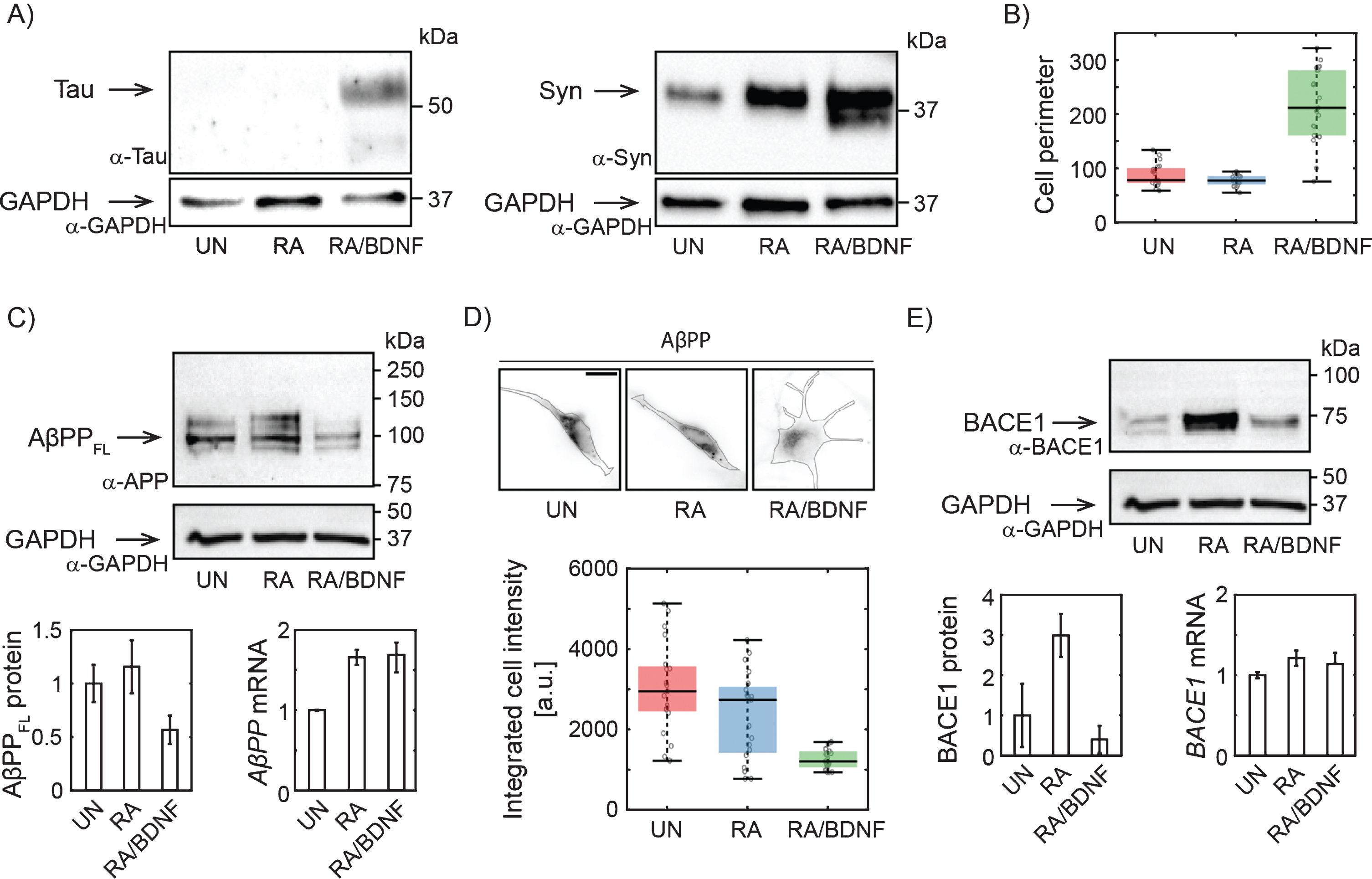 Changes in AβPP expression in SH-SY5Y cells upon differentiation. A) Western blots showing increased expression of Tau upon full differentiation with RA and BDNF and Syn (synaptophysin) upon RA treatment. Antibodies: anti-tau, AXON Neuroscience, DC25; Anti-Syn, Abcam, ab32594; Anti-GAPDH, Merck, ABS16. B) Box-plot of cell perimeter changing with a differentiation state. Cell perimeters were determined using particle analysis plugin in ImageJ. C) Immunoblot showing full lengths AβPP protein levels (antibody to N terminus; aa 66–81: clone 22C11, Merck, MAB348) in SH-SY5Y cells differentiated with RA or RA/BDNF. AβPP mRNA levels were determined in total RNA extract by RT-qPCR. The expression of AβPPFL was normalized to the GAPDH data from 4 (WB), or 3 (RT-qPCR) independent experiments; error bars represent standard error of the mean. D) Representative immunofluorescence images of SH-SY5Y cells treated (or not) with RA or RA/BDNF. The scale bar 10μm. The graph shows integrated signal for AβPP quantified from the images of fixed, immunofluorescently-labeled SH-SY5Y cells (same antibody as in C). Final intensity values were normalized with respect to the total cell area. E) BACE1 protein (antibody: Cell Signaling Technology, D10E5) and mRNA levels at different differentiation states. UN, undifferentiated cells; RA, cells differentiated with retinoic acid; RA/BDNF, cells differentiated with RA and BDNF.
