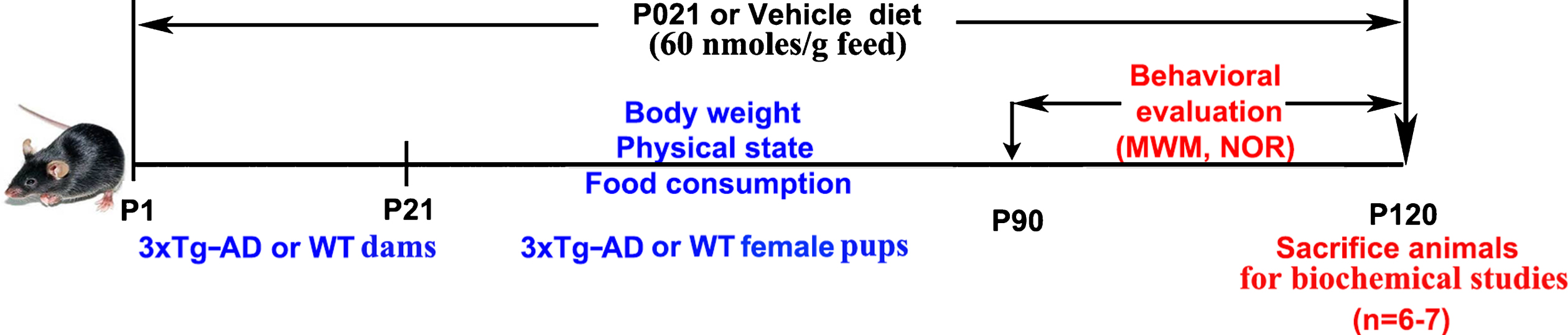 The design of the study. 3×Tg-AD and WT pregnant mice were treated with P021- or vehicle-chow from the day of the delivery of the pups (postnatal day 1 pups) till the weaning of pups on postnatal day 21, at which time point the pups were separated from their mothers and pups of dams treated with P021 were kept on P021 and pups of dams treated with vehicle chow were kept on vehicle chow till they were sacrificed at the age of 120 days. Morris water maze (MWM) and Novel object recognition (NOR) tests were carried out consecutively from postnatal day 90 onwards. The animals were sacrificed at postnatal day 120 for biochemical analysis. P1, postnatal day 1; WT, wild type mice; P021, peptidergic neurotrophic compound P021 diet.