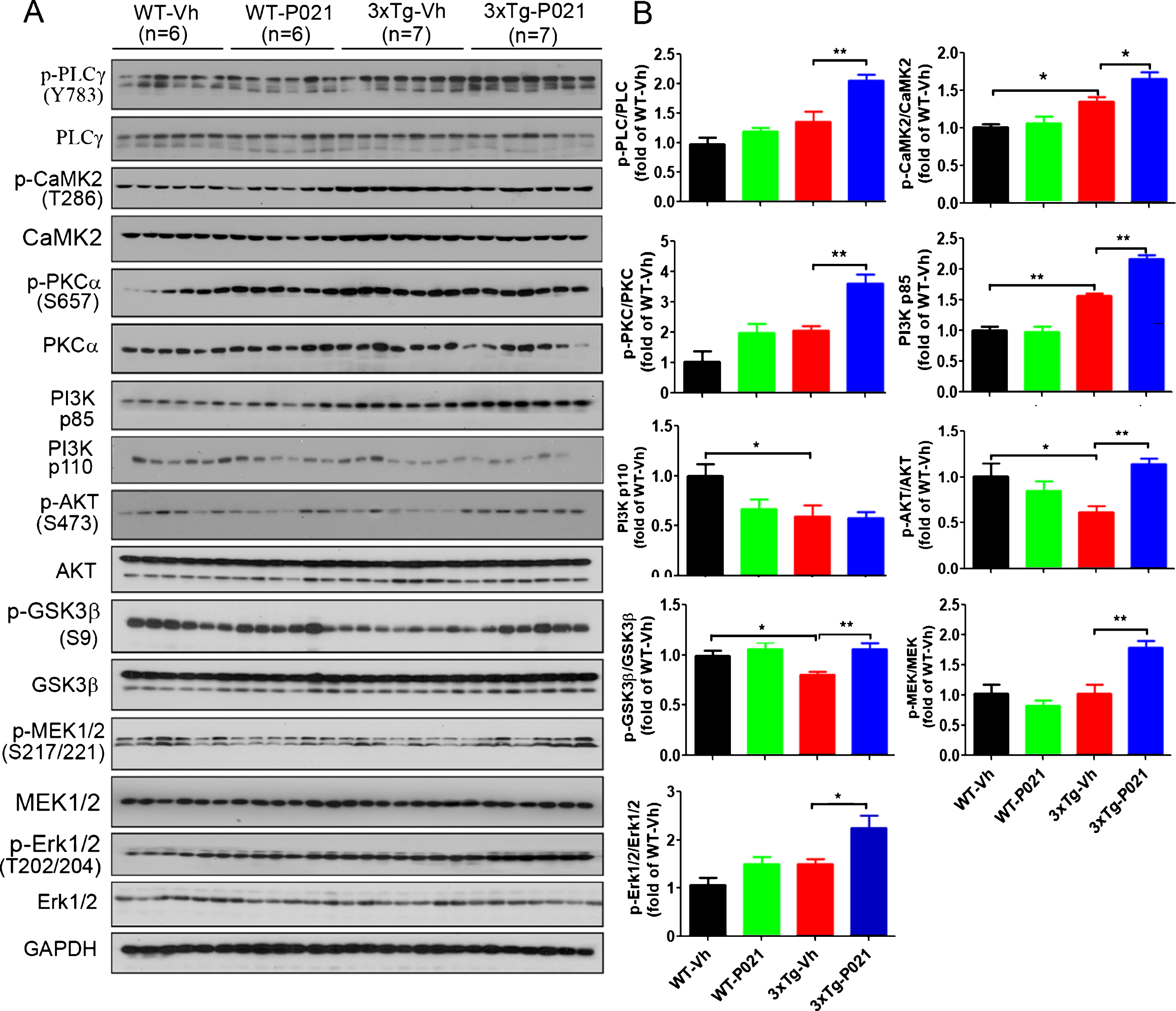 P021 treatment activates BDNF-TrkB signaling pathway in 3xTg-AD mice. A) Protein levels of PLCγ, CaMK2, PKC, PI3K, AKT, GSK3β, MEK, and ERK in cortex were determined by western blots. B) Densitometric quantifications of blots were normalized to those of GAPDH blots employed as a loading control. P021 treatment increased the ratios of p-PLCγ/PLCγ (p = 0.0016), p-CaMK2/CaMK2 (p = 0.0107), p-PKC/PKC (p = 0.0004), PI3K p85 (p = 0.0001), p-AKT/AKT (p = 0.0001), p-GSK3β/GSK3β (p = 0.0047), p-MEK/MEK (p = 0.0019), and p-ERK/ERK (p = 0.0208) in the 3×Tg-AD mice. Data were analyzed by two-way ANOVA followed by a Tukey’s multiple comparisons test and are expressed as mean±S.E.M. *p < 0.05, **p < 0.01.
