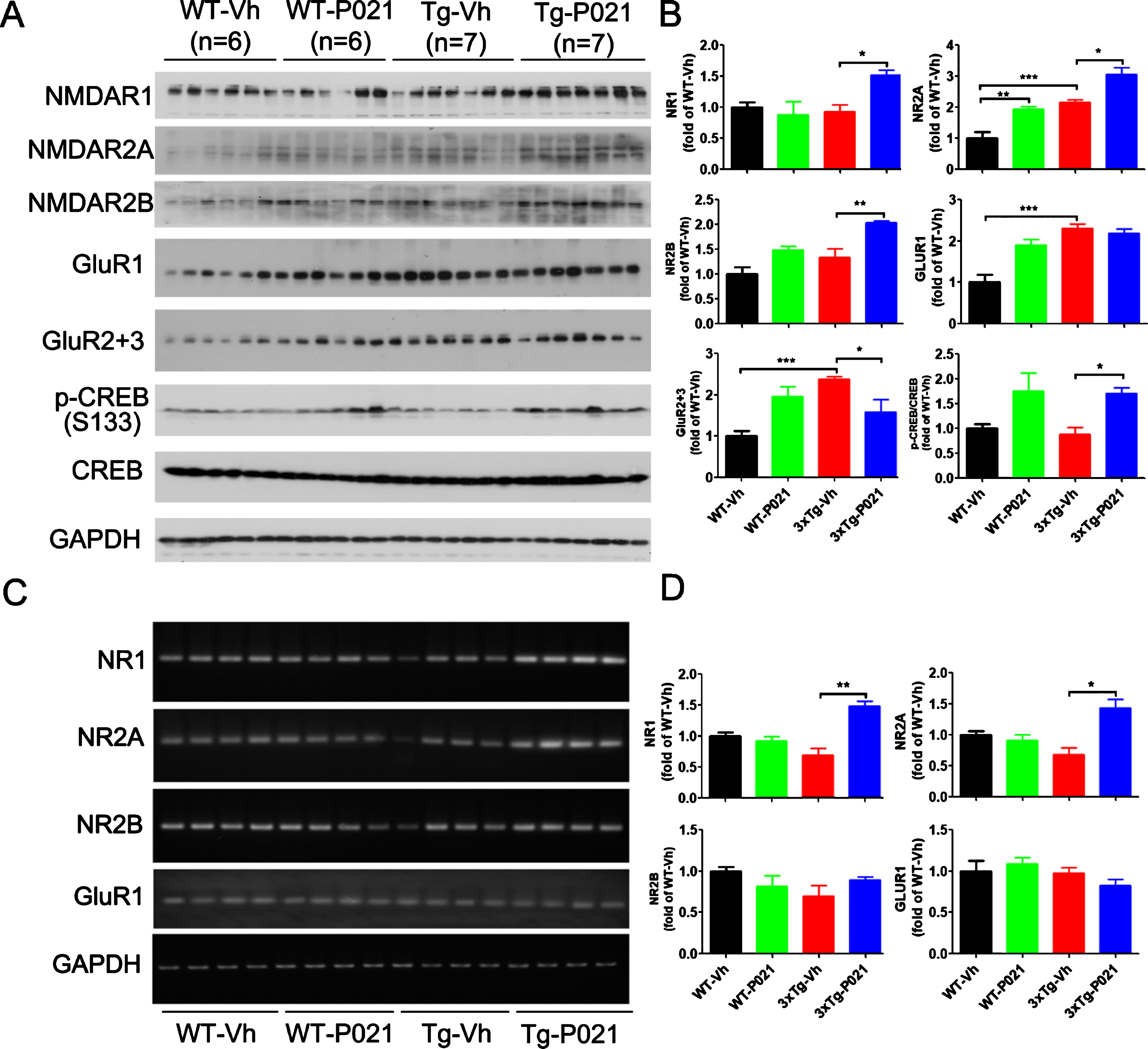 P021 treatment increases the NMDA receptor-dependent CREB activation in 3×Tg-AD mice. Protein levels in cortex (A) and the mRNA levels in hippocampus (C) were analyzed by Western blots and RT-PCR, respectively. Densitometric quantifications of western blots (B) and RT-PCR (D) were normalized against the loading control GAPDH. The protein expressions of NMDAR1 (p = 0.0107), NMDAR2A (p = 0.0156), NMDAR2B (p = 0.0027) and the ratio of p-CREB/CREB (p = 0.0126) were increased after treatment with P021 (A, B), whereas GluR2 + 3 was decreased (p = 0.0249). The mRNA levels of NMDAR1 (p = 0.0012) and NMDAR2A (p = 0.0155) in hippocampus were increased after treatment with P021 (C, D). Data were analyzed by two-way ANOVA followed by a Tukey’s multiple comparisons test and are expressed as mean±S.E.M. *p < 0.05, **p < 0.01.