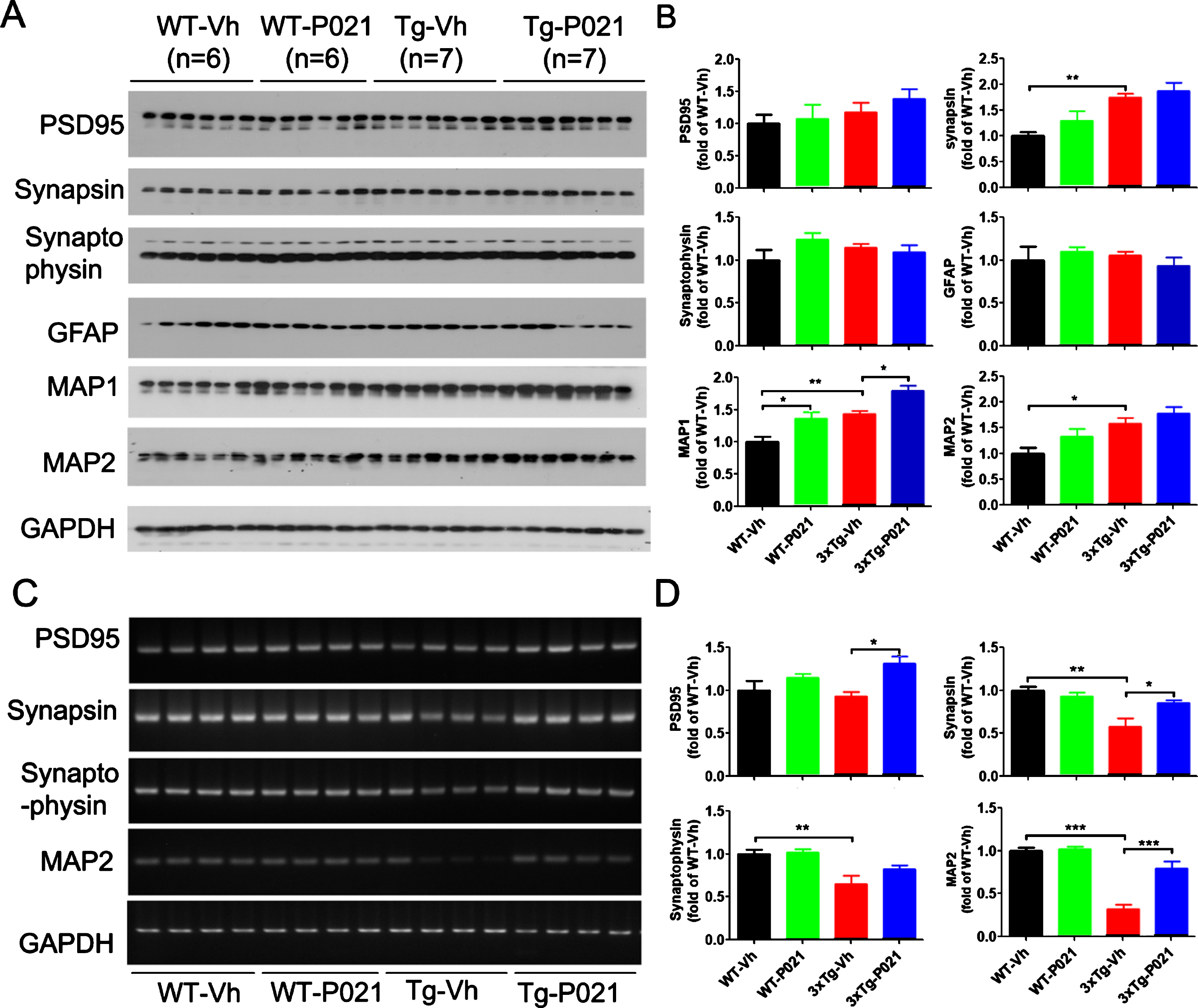 P021 treatment rescues dendritic and synaptic deficits in 3×Tg-AD mice. Protein levels in cortex (A) and the mRNA levels in hippocampus (C) were analyzed. Densitometric quantifications of western blots (B) and RT-PCR (D) were normalized against the loading control GAPDH. 3xTg-Vh mice showed increase of protein expressions of synapsin, MAP1, and MAP2, while MAP1 was further increased by P021 treatment (p = 0.0117) (A, B). The mRNA levels (C, D) of synapsin, synaptophysin, MAP1, and MAP2 were decreased, and treatment with P021 rescued the levels of PDS95 (p = 0.0167), synapsin (p = 0.0374), and MAP2 (p = 0.0003) in 3xTg-AD mice. Data were analyzed by two-way ANOVA followed by a Tukey’s multiple comparisons test and are expressed as mean±S.E.M. n = 4. *p < 0.05, **p < 0.01, ***p < 0.001.