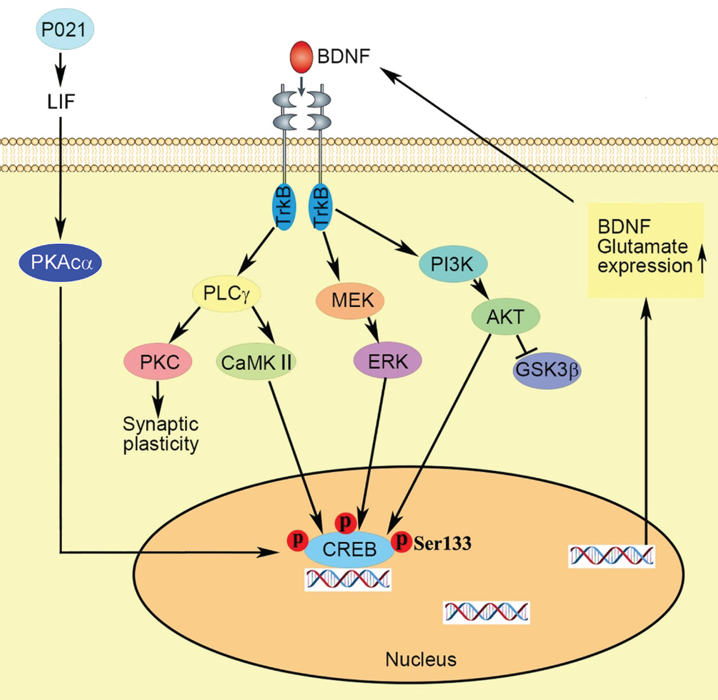 Proposed mechanism of the therapeutic beneficial effect of treatment with P021 started from the day of the birth. Chronic treatment with P021 increases BDNF expression through LIF signaling/ increase in PKAcα and activation of CREB which activates the BDNF-TrkB pathways. The interaction between the receptor TrkB and neurotrophin activates three main intracellular signaling pathways. The MAPK/ERK kinase (MEK) -extracellular signal-regulated kinase (ERK) pathway promotes neuronal differentiation and growth, and the phosphatidylinositol 3-kinase (PI3K)–Akt pathway promotes survival and growth of neurons, and the PLCγ–Ca2 + pathway which stimulates protein kinase C (PKC) and Ca2 +-dependent protein kinase (CaMKII) enhances synaptic plasticity. Activation of CaMKII, ERK and Akt mediates the activation of transcription factor cyclic AMP-responsive element-binding protein (CREB) which enhances expressions of BDNF and glutamate receptors.