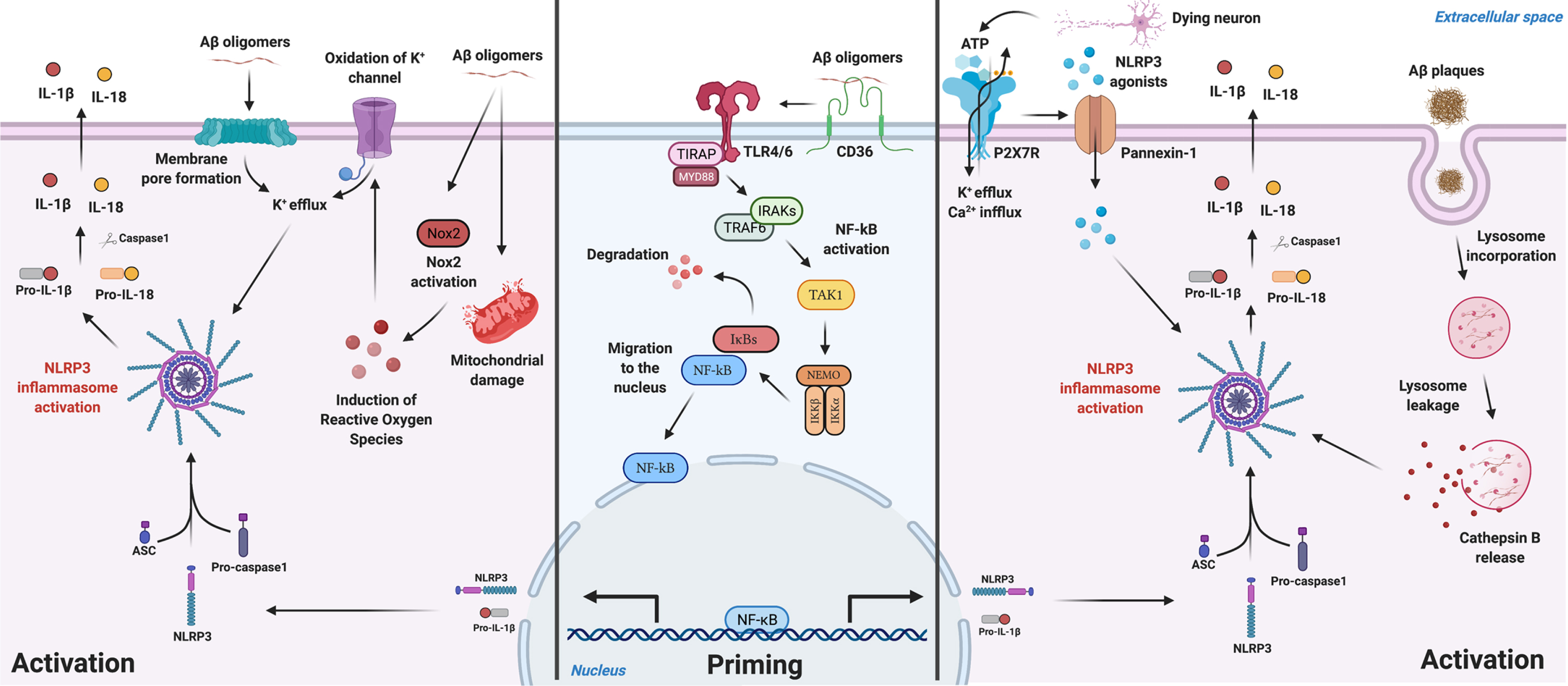 Schematic illustration for Aβ-mediated NLRP3 inflammasome priming and activation mechanisms described in microglia. Aβ species can work either as a priming stimulus (middle panel) or as an activating stimulus (left and right panels). As a priming signal, Aβ oligomers bind to the CD36 surface receptor, triggering the formation of a TLR4-TLR6 heterodimer. This heterodimer activates a cascade of signaling molecules resulting in the activation and nucleus translocation of the transcription factor NF-kB, that promotes the transcription of NLRP3 domain and of pro-IL-1β. Aβ plaques can act as an activating signal by two main mechanisms (right panel). Aβ is known to cause synaptic dysfunction and neuronal damage. Considering this, P2X7R is activated by ATP released from dying neurons and recruits the Pannexin-1 channel that allows the entrance of NLRP3 agonists to the cell. Also, ATP binding to the purinergic receptor induces K+ efflux and Ca2 + influx, known to promote NLRP3 activation. On the other hand, Aβ plaques can also be phagocytized and incorporated into lysosomes, boosting lysosomal destabilization and consequent content release. Cathepsin B, a lysosomal proteolytic enzyme, promotes the assembly of the inflammasome by a still unknown mechanism. Aβ oligomers are also able to activate NLRP3 through a mechanism that does not involve phagocytosis (left panel). Soluble oligomeric Aβ species can induce pore formation in the cell membrane and ROS production, which then promotes oxidation of K+ channels. These events might culminate in K+ efflux promoting the activation of the inflammasome. The assembly and activation of NLRP3, independently of the mechanism involved, ultimately results in the production and release of the inflammatory cytokines IL-1β and IL-18. Created with BioRender.com.