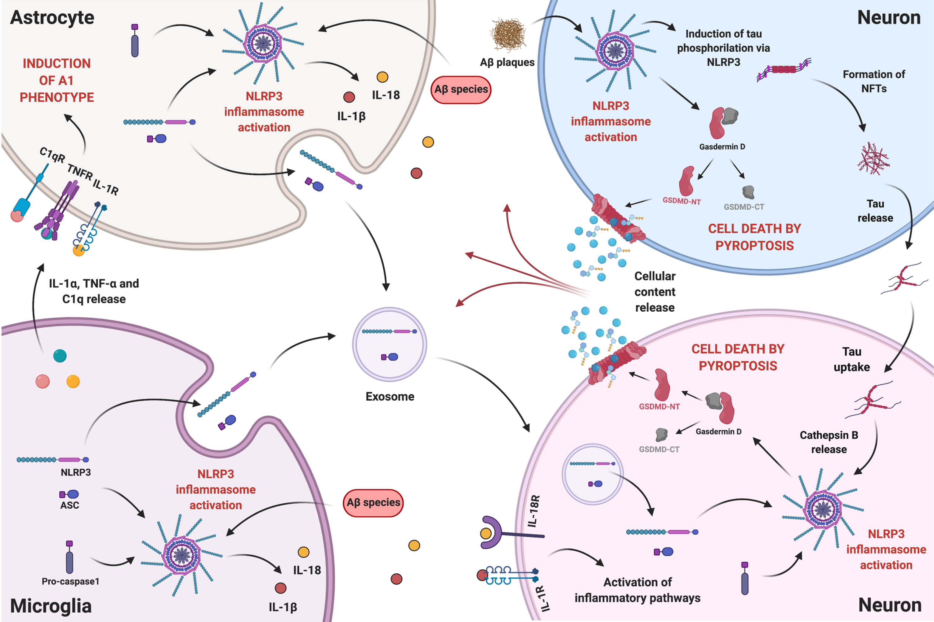 The intercellular communication between neurons and glial cells in the presence of Aβ species is a complex and reciprocal process. Aβ-induced reactive microglia release IL-1α, TNF-α, and C1q, which can be received by resting astrocytes promoting the reactive A1 state. NLRP3 activation in reactive glial cells, boosts the release of pro-inflammatory cytokines IL-1β and IL-18, which can bind to their respective receptors in neurons activating inflammatory pathways. Reactive glial cells might also release NLRP3 components, namely NLRP3 domain and ASC, through exosomes that can be internalized by neurons. On the other hand, Aβ plaques can, in neighboring neurons, mediate the occurrence of pyroptosis and promote the development of NFTs, via NLRP3 activation. More importantly, tau can be released and taken up by other neurons, activating NLRP3 in the recipient cell, hypothetically through lysosomal destabilization and Cathepsin B release, and inducing pyroptosis. Therefore, proximity to Aβ plaques will not determine neuronal death by NLRP3-mediated pyroptosis, since, due to tau interneuronal propagation, pyroptosis can occur in neurons far from plaques. Ultimately, release of cellular content caused by pyroptosis will feed a self-propagating loop of neuroinflammatory mediators. Created with BioRender.com.