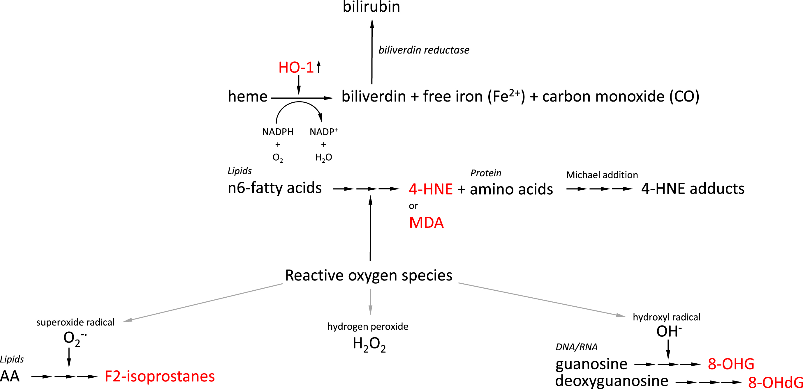 Overview of generation of AD-related oxidative stress-induced biomarkers. Interrupted arrows indicate multi-step conversion processes. AD-related oxidative stress-induced biomarkers are indicated in red. AA, arachidonic acid; HO-1, heme oxygenase 1; 4-HNE, 4-hydroxynonenal; MDA, malondialdehyde; 8-OHG, 8-hydroxyguanosine; 8-OHdG, 8-hydroxy-2’-deoxygyguanosine.
