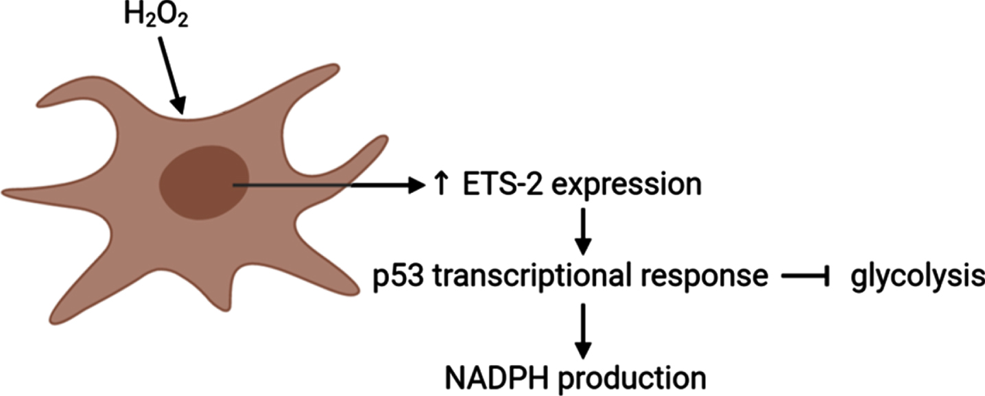 ETS-2 is suggested to regulate levels of reactive oxygen species in a p53 transcriptional response-mediated manner. Exposure of cells to H2O2 induces Ets-2 expression, which, in turn, induces p53 transcriptional response. P53, in turn, plays a key role in regulation of cellular levels of ROS, by partial inhibition of glycolysis and increased production of NADPH. Image created using BioRender.