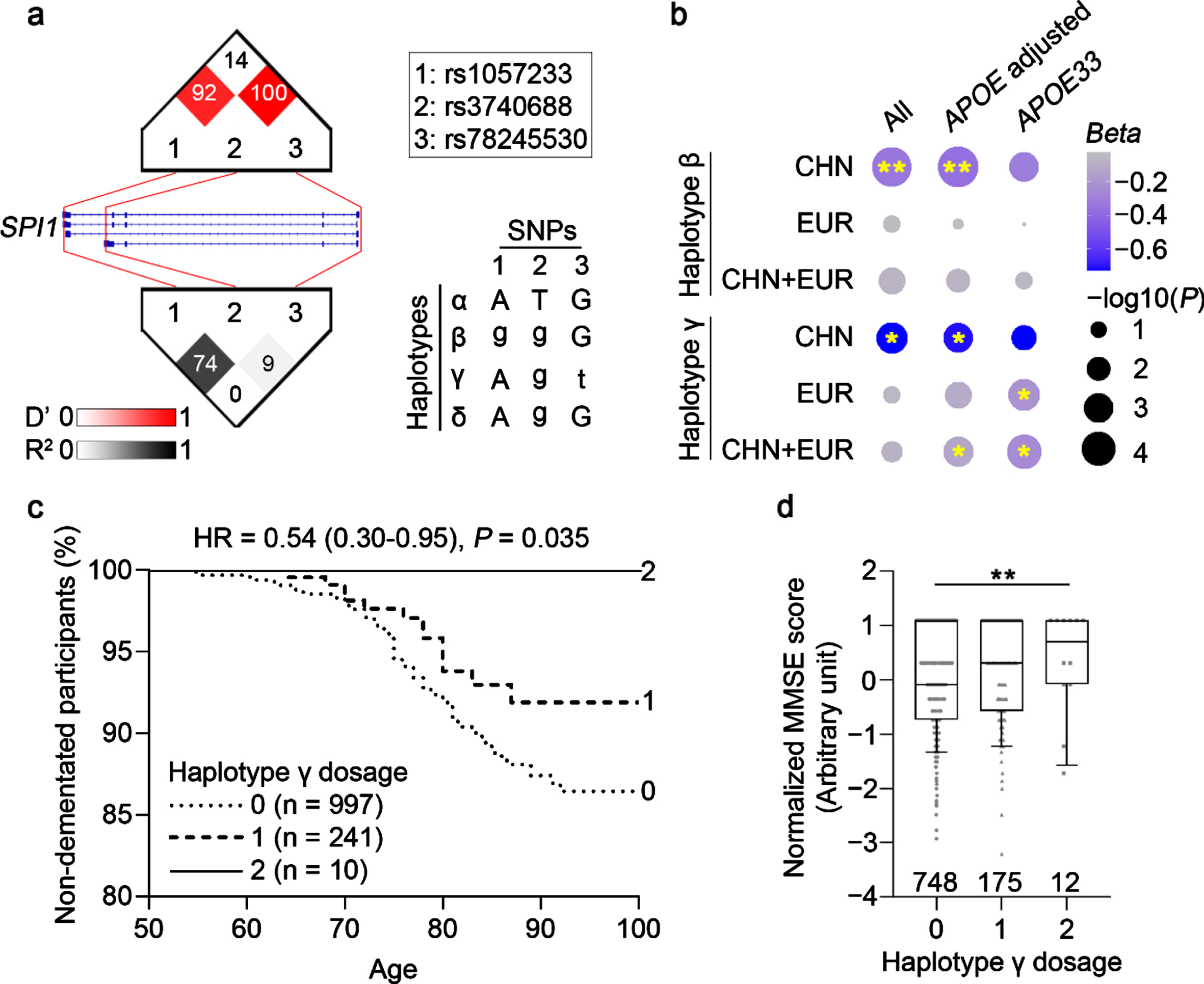 Identification of Alzheimer’s disease-protective SPI1 haplotypes. a) Linkage disequilibrium plot and haplotypes identified in the Hong Kong Chinese Alzheimer’s disease (AD) cohort. Cell color and labeled numbers in the upper and lower panels represent D’ and Pearson’s correlation coefficients (r2) between single-nucleotide polymorphisms (SNPs), respectively. Letters in upper and lower case denote major and minor alleles, respectively. b) AD-protective effects of the identified haplotypes in populations of Chinese and European descent. Dot size and filled color represent – log10(P) and Beta, respectively. **p < 0.01, *p < 0.05. c) Associations between haplotype γ and age of AD onset in APOE33 participants from the Late Onset Alzheimer’s Disease (LOAD) cohort. d) Associations between haplotype γ and Mini–Mental State Examination (MMSE) score in APOE33 participants from the Alzheimer’s Disease Neuroimaging Initiative (ADNI) dataset. **p < 0.01. CHN, Chinese; EUR, European descent; HR, hazard ratio.