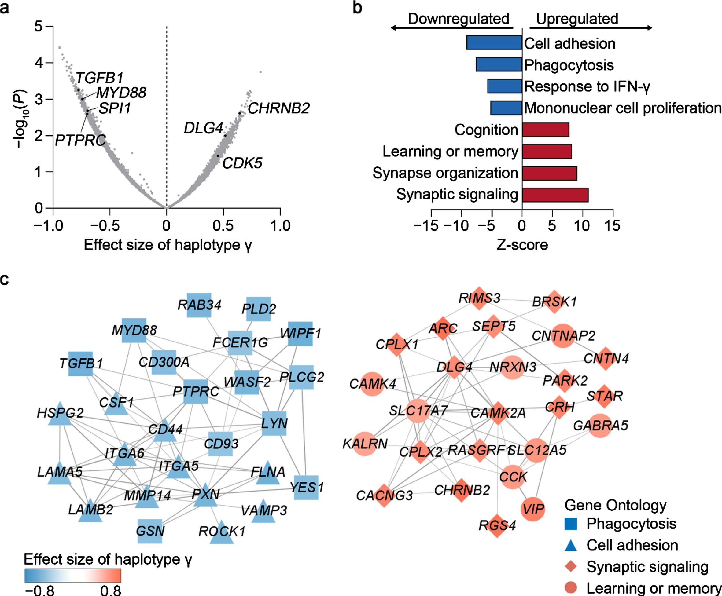 Associations between haplotype γ and transcriptomic changes in the cerebral cortex in APOE33 donors. a) Volcano plot showing the associations between haplotype γ and cortical gene expression. b) Gene Ontology analysis of genes modulated by haplotype γ in the cerebral cortex. c) Protein–protein interaction network of genes involved in immune and neuronal functions. Nodes and edges denote genes and their interactions. Node shapes represent the ontology of corresponding genes. Node colors denote the effect size of haplotype γ on transcript level.
