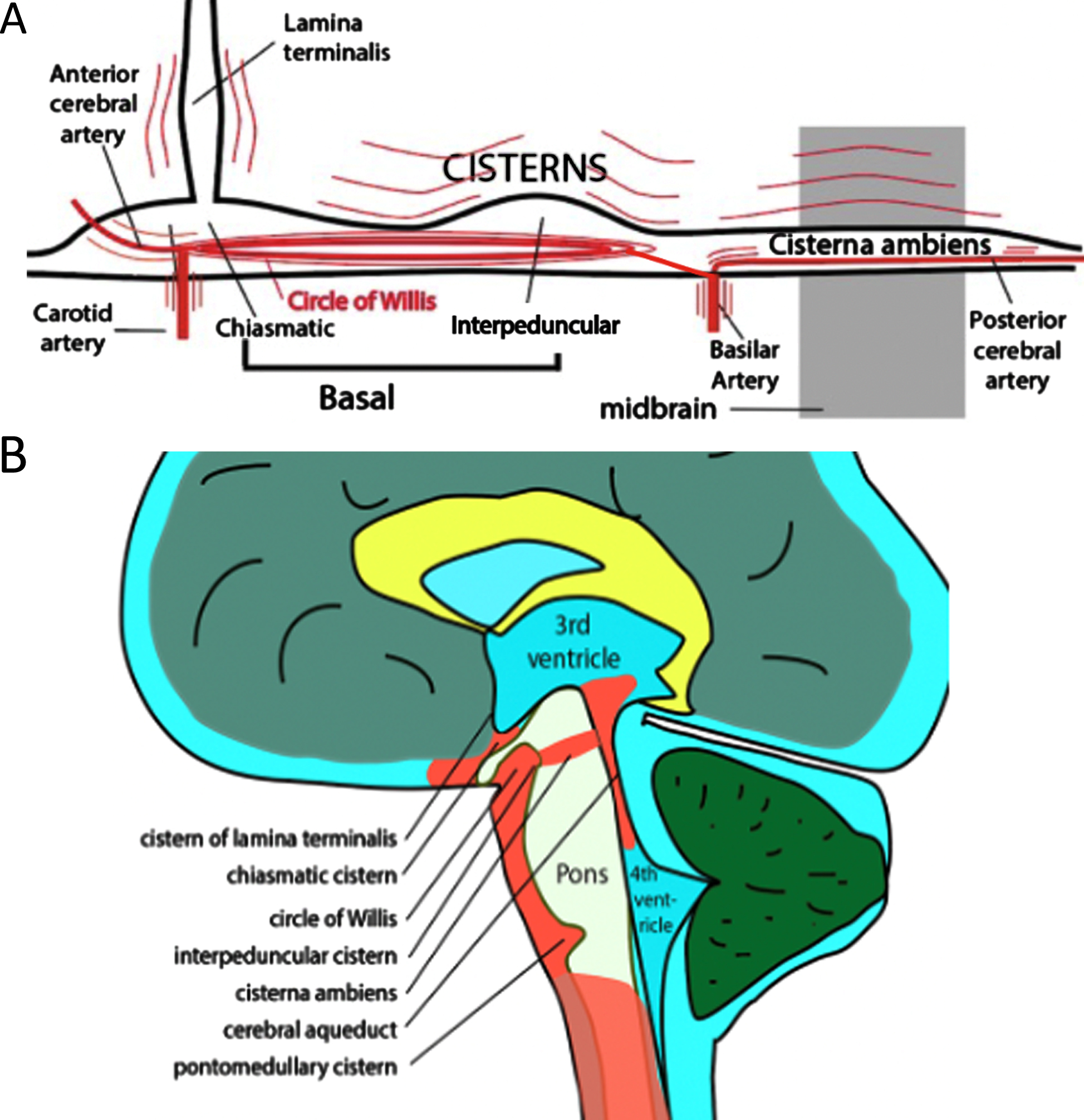 A) A sketch of hot spot cisterns in the circle of Willis and midbrain regions. Pulsating arteries and regions surrounding them are in red. B) A sagittal view of the brain cistern locations.