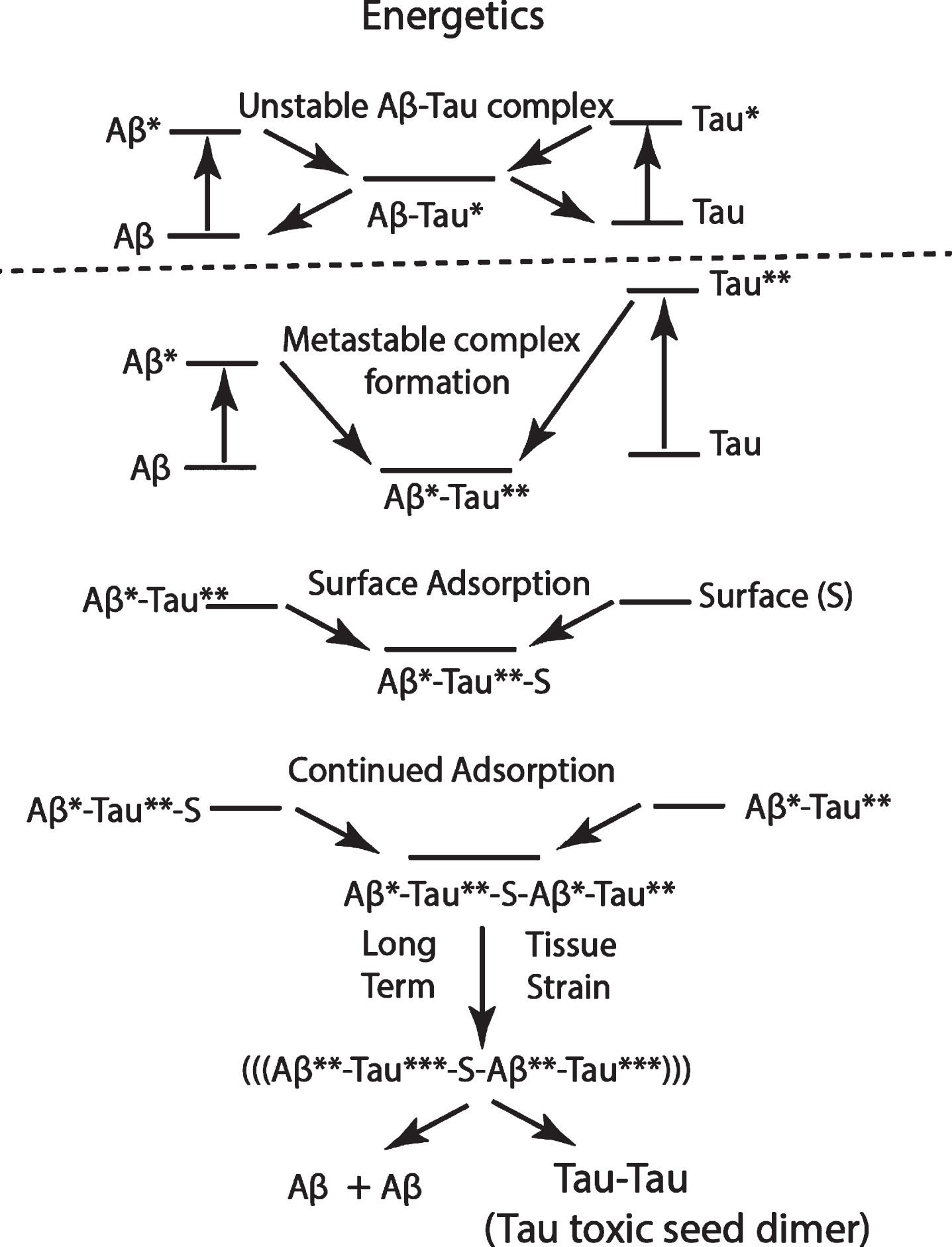 Suggested schematic of energetics of the sequence of events showing the flow stress-induced stretching of Aβ and tau molecules (Aβ * and Tau**), followed by the formation of an Aβ*-Tau** dimer, which is adsorbed on a membrane surface S, followed by the adsorption of another Aβ*-Tau** dimer, and finally, following long exposure to tissue strain in a cistern “hot zone,” with the formation of a thermodynamically more stable, surface-adsorbed toxic tau dimer. The released Aβ can be dissolved in CSF and eliminated. This same mechanism may be proposed for both CTE and AD, but with the extensional stress energy of both Aβ* and Tau** higher in CTE than in AD.