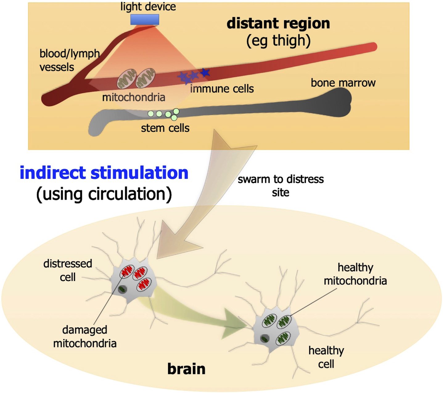 Schematic diagrams outlining the indirect photobiomodulation stimulation. Photobiomodulation has been shown to be beneficial to neurons when it is applied to a more distant or remote location. For example, when photobiomodulation is applied to the thigh, it may activate circulating cells, molecules, or free-floating mitochondria within the cardiovascular or lymphatic systems that then leads to an improved survival and function of distressed neurons located in the brain.
