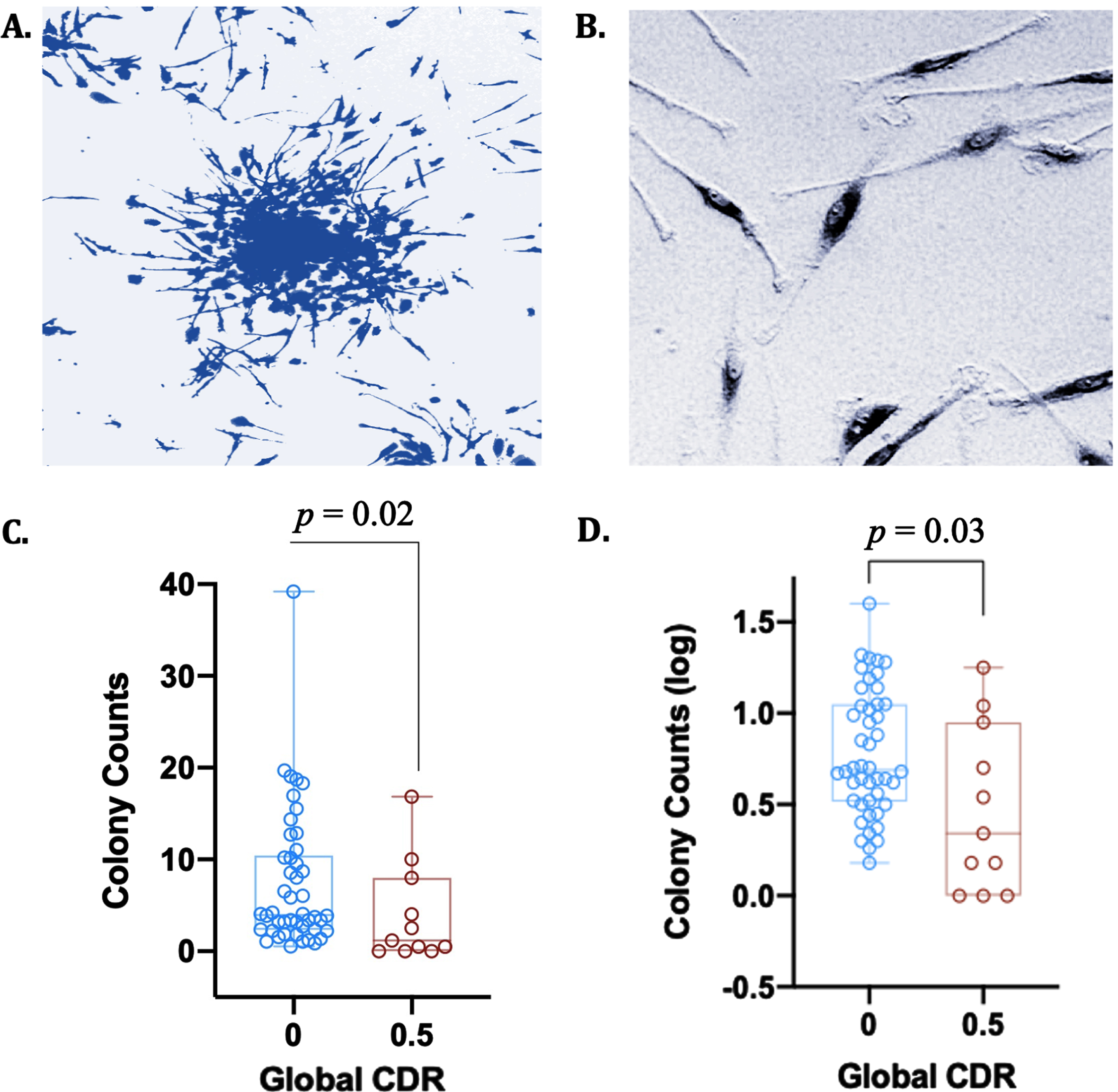 CFU-Hill colony counts are attenuated with cognitive impairment on the CDR. A) Giemsa stain of a CFU-Hill colony cultured from blood in vitro; B) Endothelial-like cell, i.e., spindle-shaped cell (putative early EPC); C) CFU-Hill colony raw counts are depleted in individuals with greater cognitive dysfunction on CDR; D) CFU-Hill colony log counts are depleted in individuals with greater cognitive dysfunction on CDR.