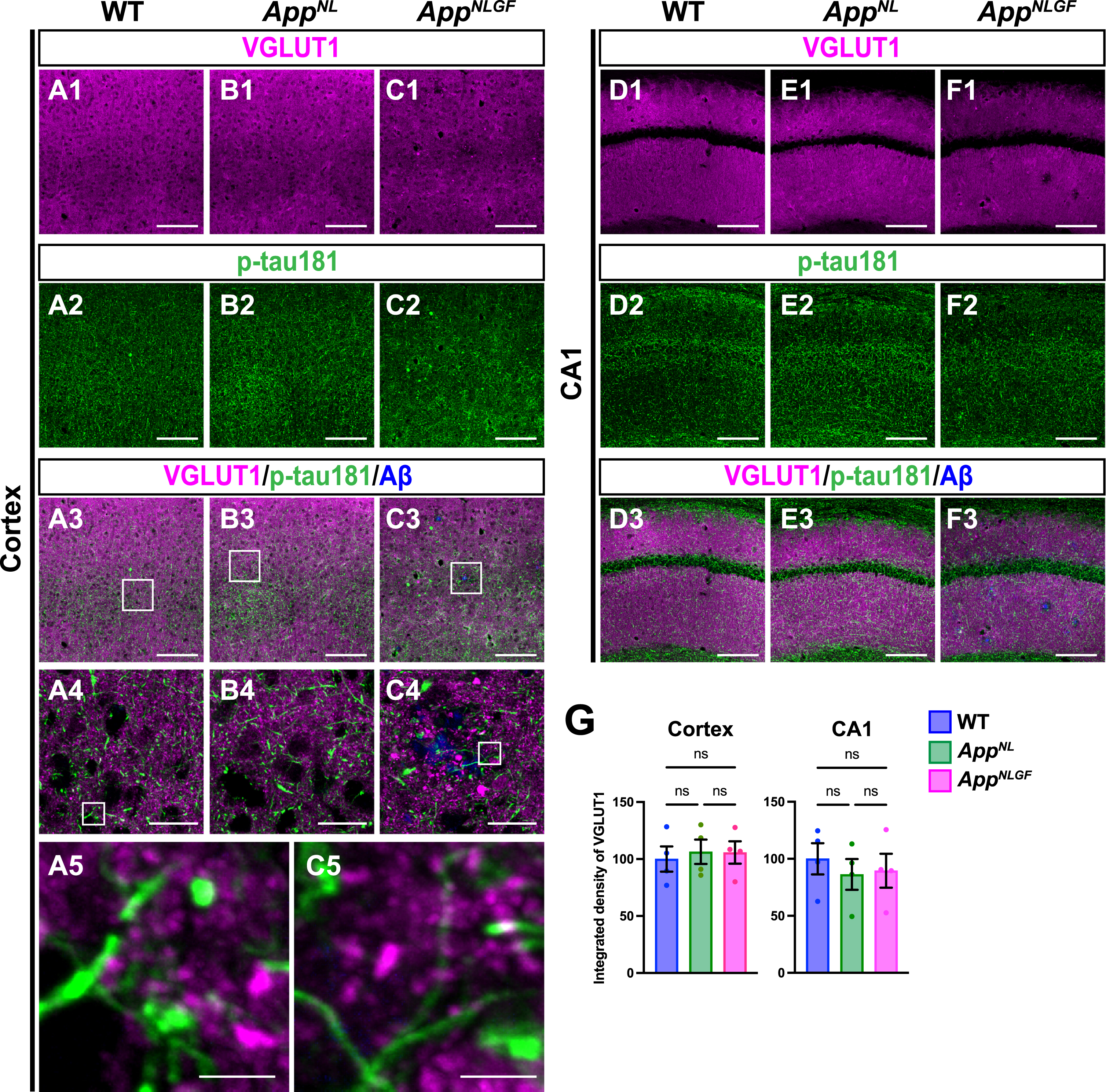 p-tau181-positive axons do not overlap with glutamatergic axons in mouse brains. Representative images of the cortex (A1– C3) and hippocampal CA1 subfield (D1– F3) from frozen coronal brain sections immunostained with antibodies against VGLUT1 (magenta) and p-tau181 (green). FSB was used for detecting Aβ plaques (blue). Scale bars, 100μm. (A4– C4) Higher magnification of framed regions indicated in A3– C3. Scale bars, 20μm. (A5 and C5) Higher magnification of framed regions indicated in A4 and C4. Scale bars, 2.5μm. (G) VGLUT1 immunoreactivity in the cortex or hippocampal CA1 subfield was quantified and expressed as relative percentage to WT. n = 4 /group. ns, not significant.