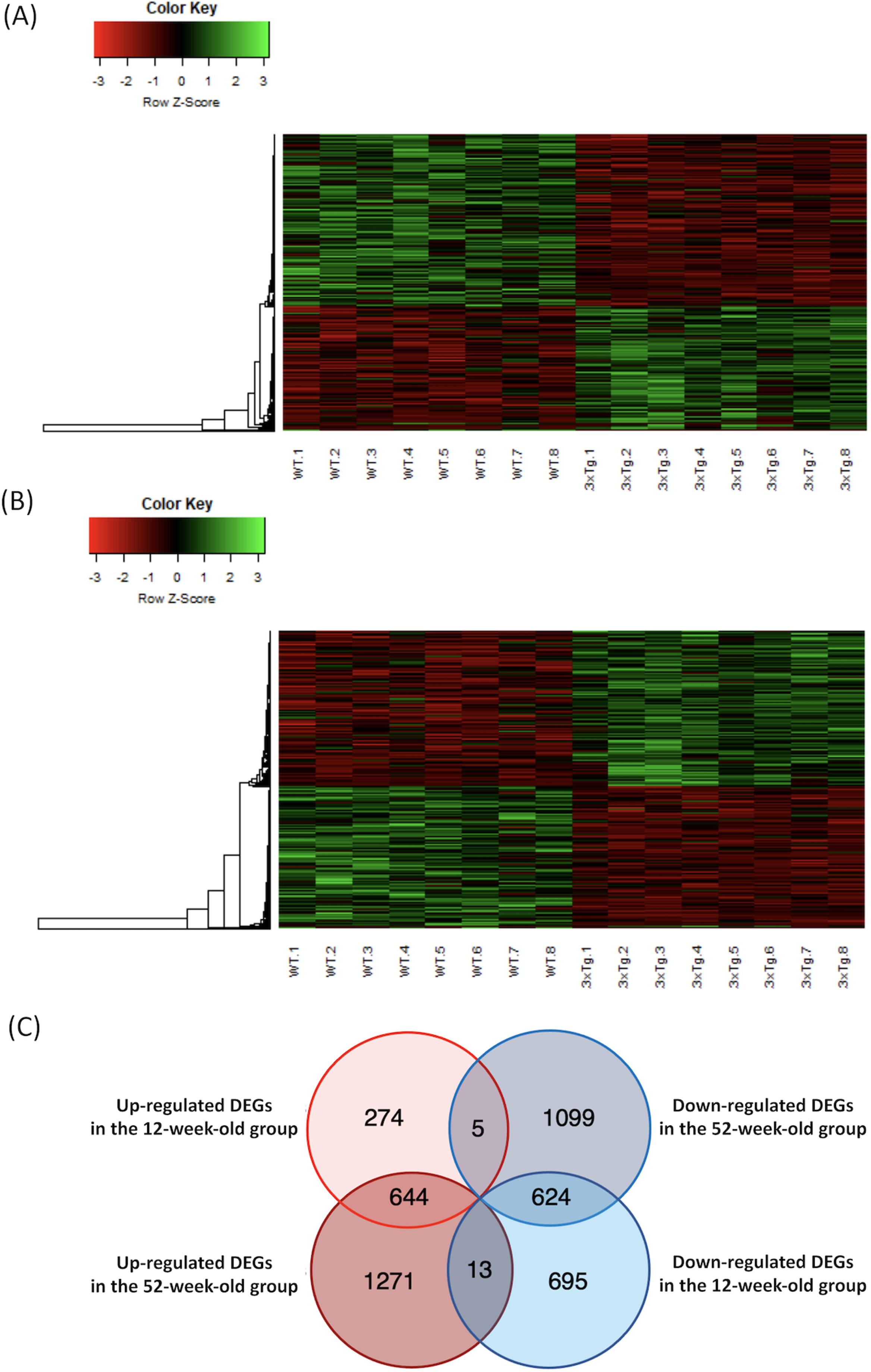 Heatmap of the microarray data, and Venn diagram of the overlapping DEGs in each group. A) The microarray data of DEGs in the 12-week-old group were plotted as a heatmap. High-expression DEGs are shown in red, and low-expression DEGs are shown in green. B) The microarray data of DEGs in the 52-week-old group were plotted as a heatmap. C) The number of DEGs that overlapped in each group are shown in the Venn diagram. DEGs, differentially expressed genes; WT, wild-type mice; 3xTg, 3xTg-AD model mice.