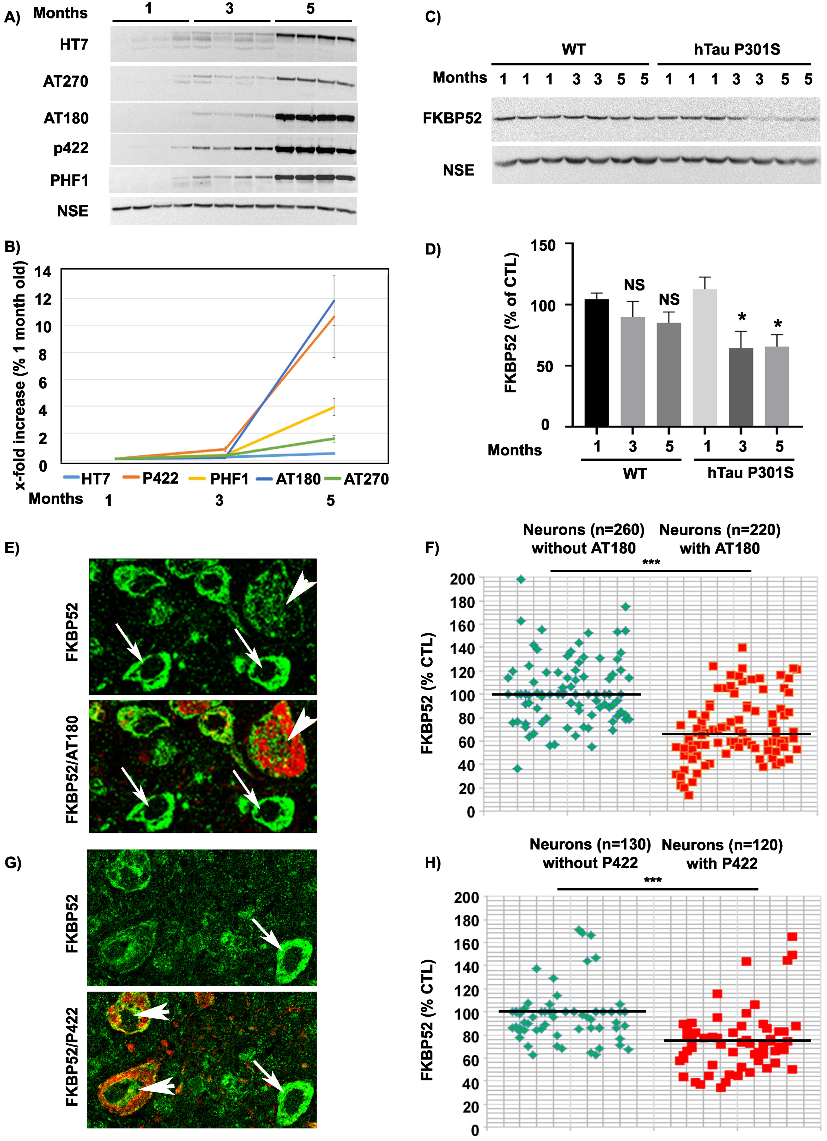 Expression and age variations of FKBP52 and pathologic tau isoforms in spinal cord neurons of hTau-P301S mice. A) Representative western blot analysis of the spinal cords of 1-, 3-, and 5-month-old hTau-P301S mice showing the progressive accumulation of human tau and of different pathologic tau isoforms. NSE was used as a loading control (n = 5). B) Graph illustrating the increase of human tau and some pathologic tau isoforms in spinal cords from hTau-P301S mice, beginning at 3 months and sharply increasing to peak at 5 months of age. C) Representative western blot analysis illustrating the decrease of FKBP52 neuronal expression beginning at 3 months of age in spinal cords from hTau-P301S mice, compared with control animals. NSE was used as a loading control. D) FKBP52 quantification in total spinal cord homogenates (FKBP52/NSE) in control and hTau-P301S mice. Statistical analysis was performed using Student’s t-test, n = 5; *p < 0.05;±SEM. E) Section of the spinal cord of a 5-month-old hTau-P301S mouse double labeled with FKBP52 (green) and AT180 (red) showing the decrease of FKBP52 expression in a neuron with AT180 deposits (arrowheads) compared with adjacent neurons devoid of AT180 (arrows). F) Scatter diagrams of image analysis results illustrating the significant decrease of FKBP52 in spinal cord neurons from 5-month-old hTau-P301S mice exhibiting AT180 deposits Statistical analysis was performed using Student’s t-test, n = 5; ***p < 0.001;±SEM. G) Spinal cord section of a 5-month-old hTau-P301S mouse double labeled with FKBP52 (green) and Tau-pS422 (red) showing the decrease of FKBP52 expression in two neurons exhibiting Tau-pS422 deposits (red, arrowheads) compared with an adjacent neuron devoid of Tau-pS422 deposits (arrows). H) Scatter diagrams of image analysis results illustrating the significant decrease of FKBP52 in spinal cord neurons from 5-month-old hTau-P301S mice exhibiting Tau-pS422 deposits. Statistical analysis was performed using Student’s t-test, n = 5; ***p < 0.001;±SEM.